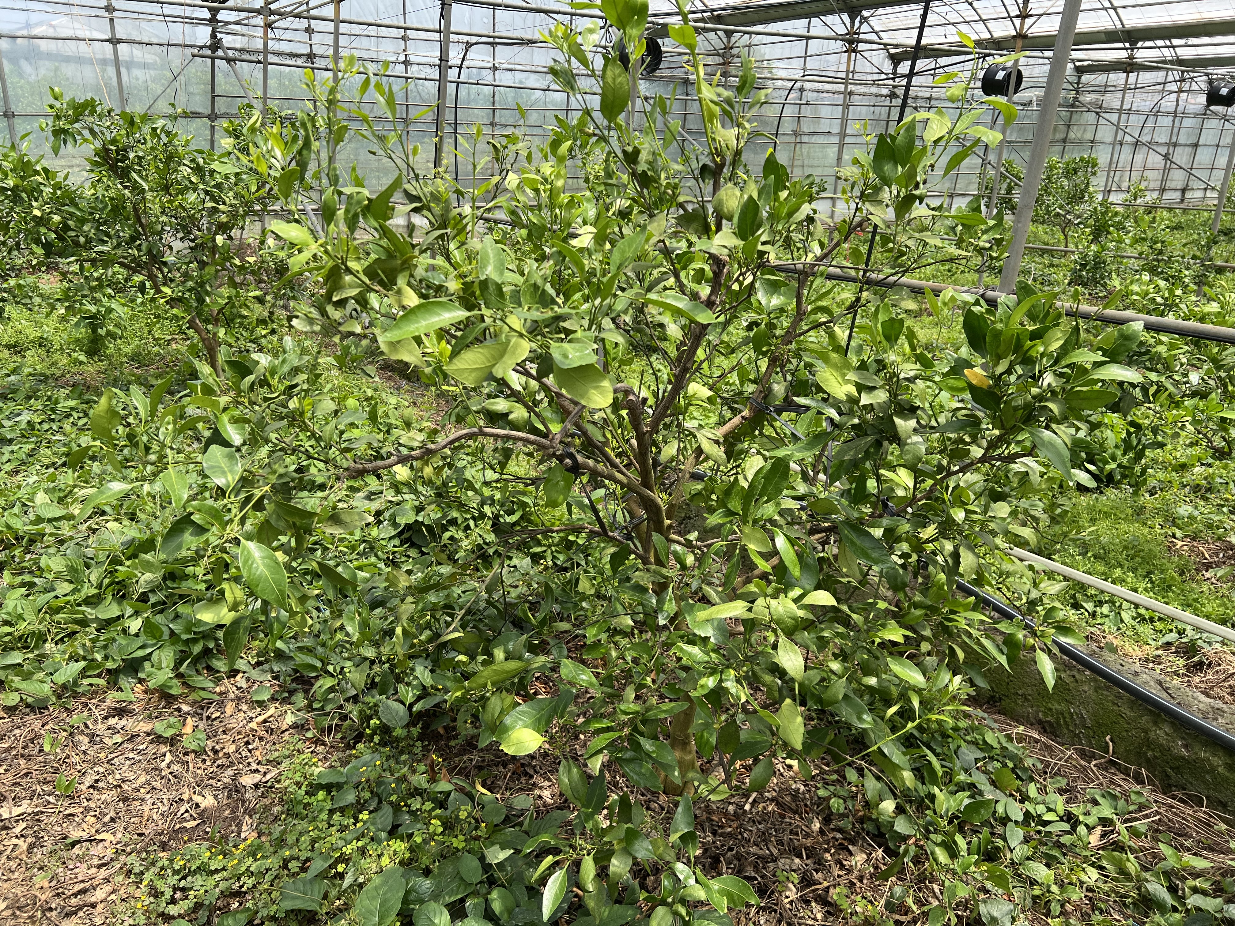 레드향  재배방법 문의