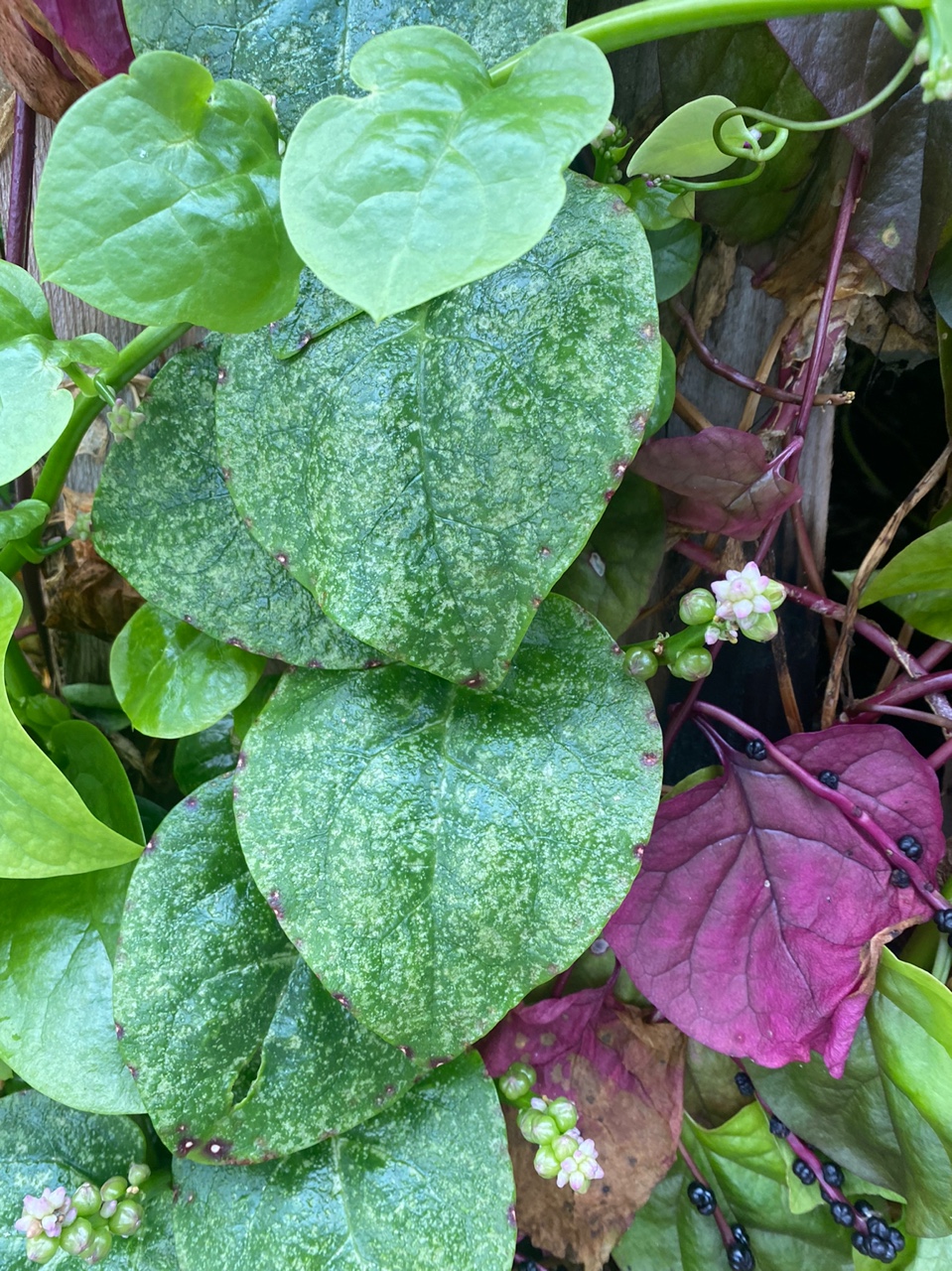 병해충 관련 문의