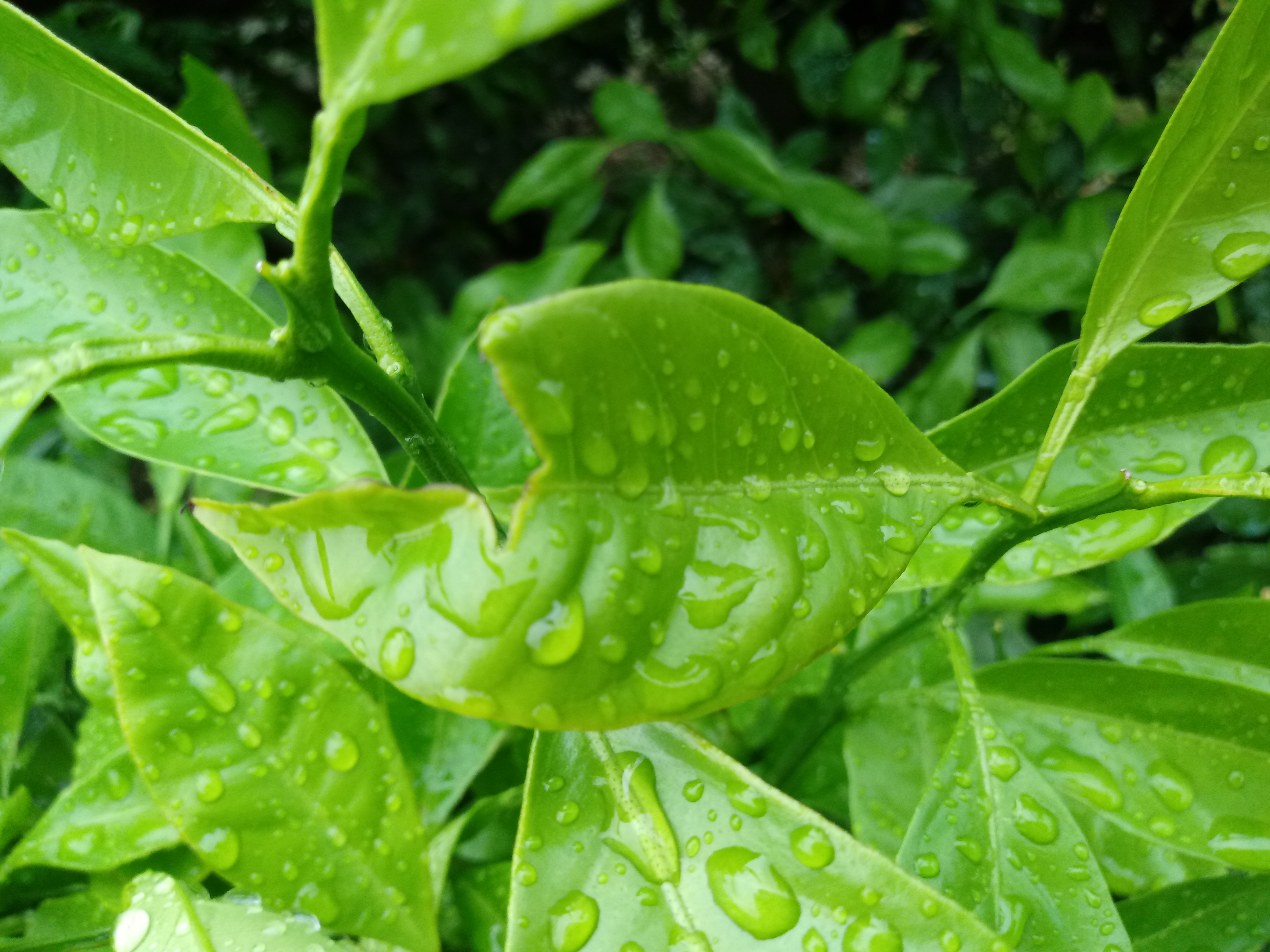 어떤 병해충인가요?