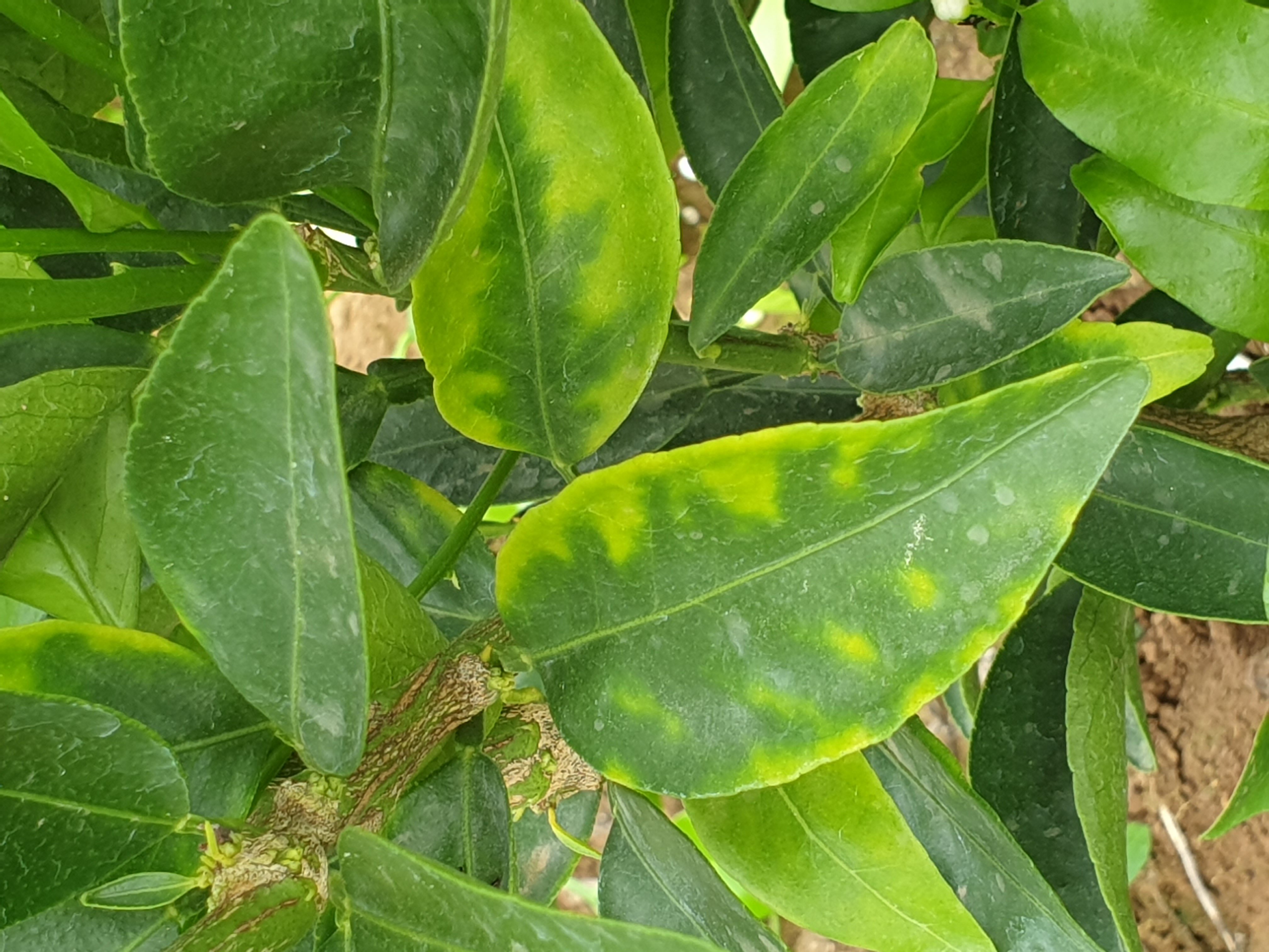 만감류 잎의 이상현상