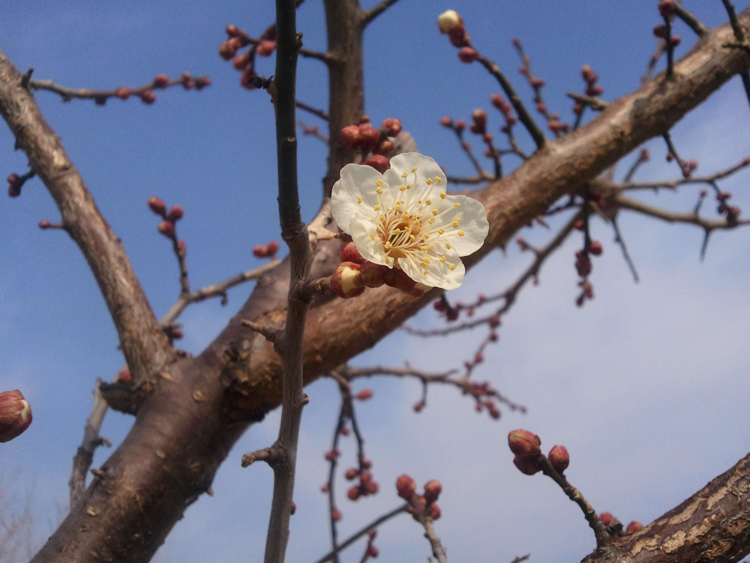 서귀포에 봄이 오는 소리