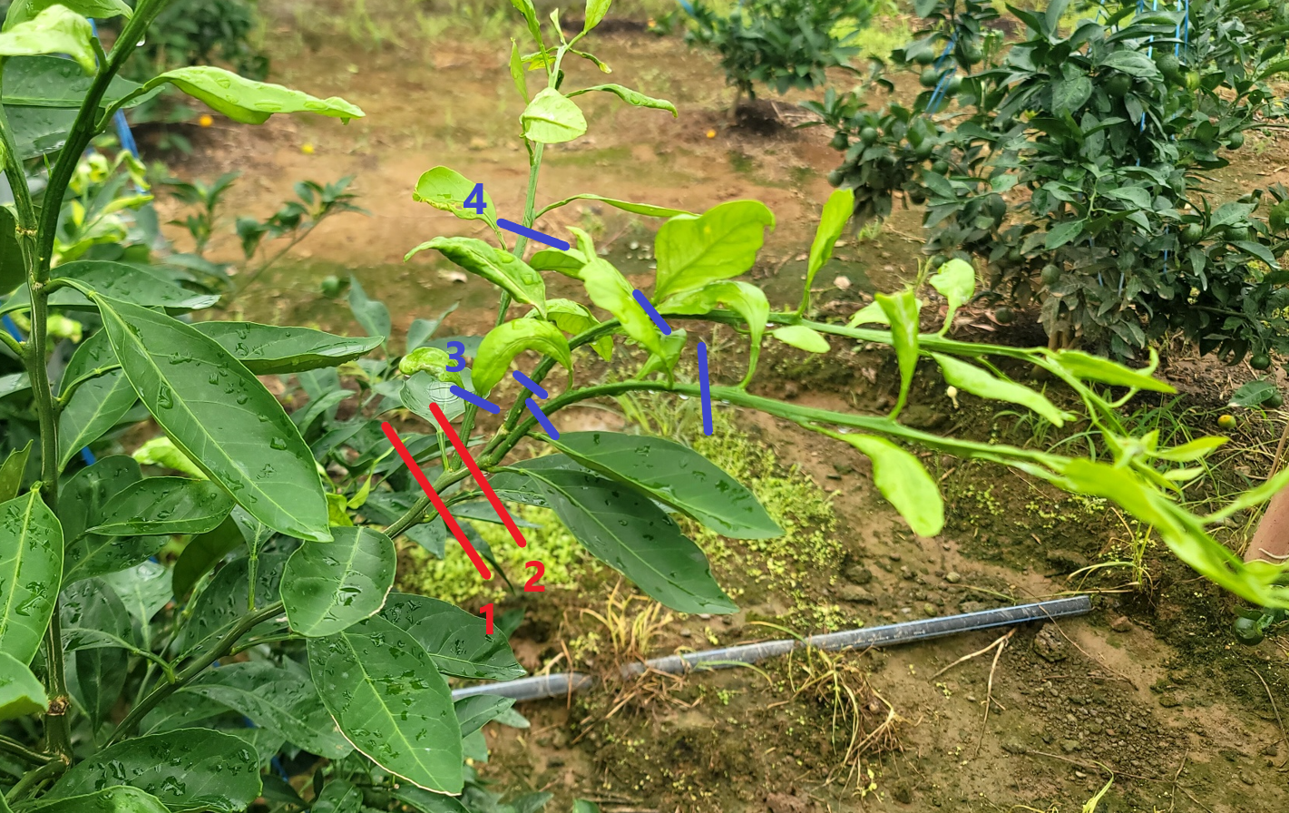 유라실생 오유월지 제거(여름전정) 문의
