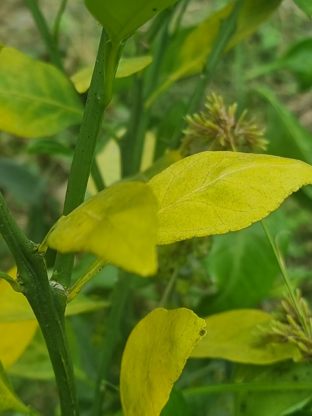 레드향 3년생 잎