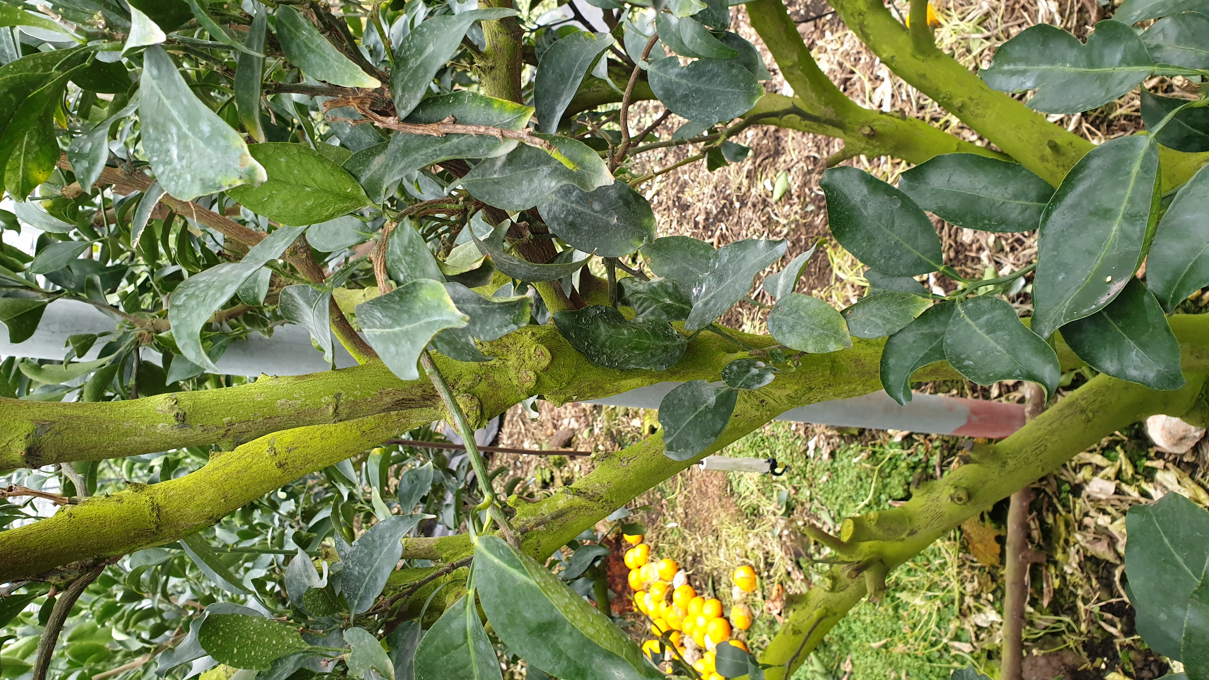 나무 이끼 제거 관련