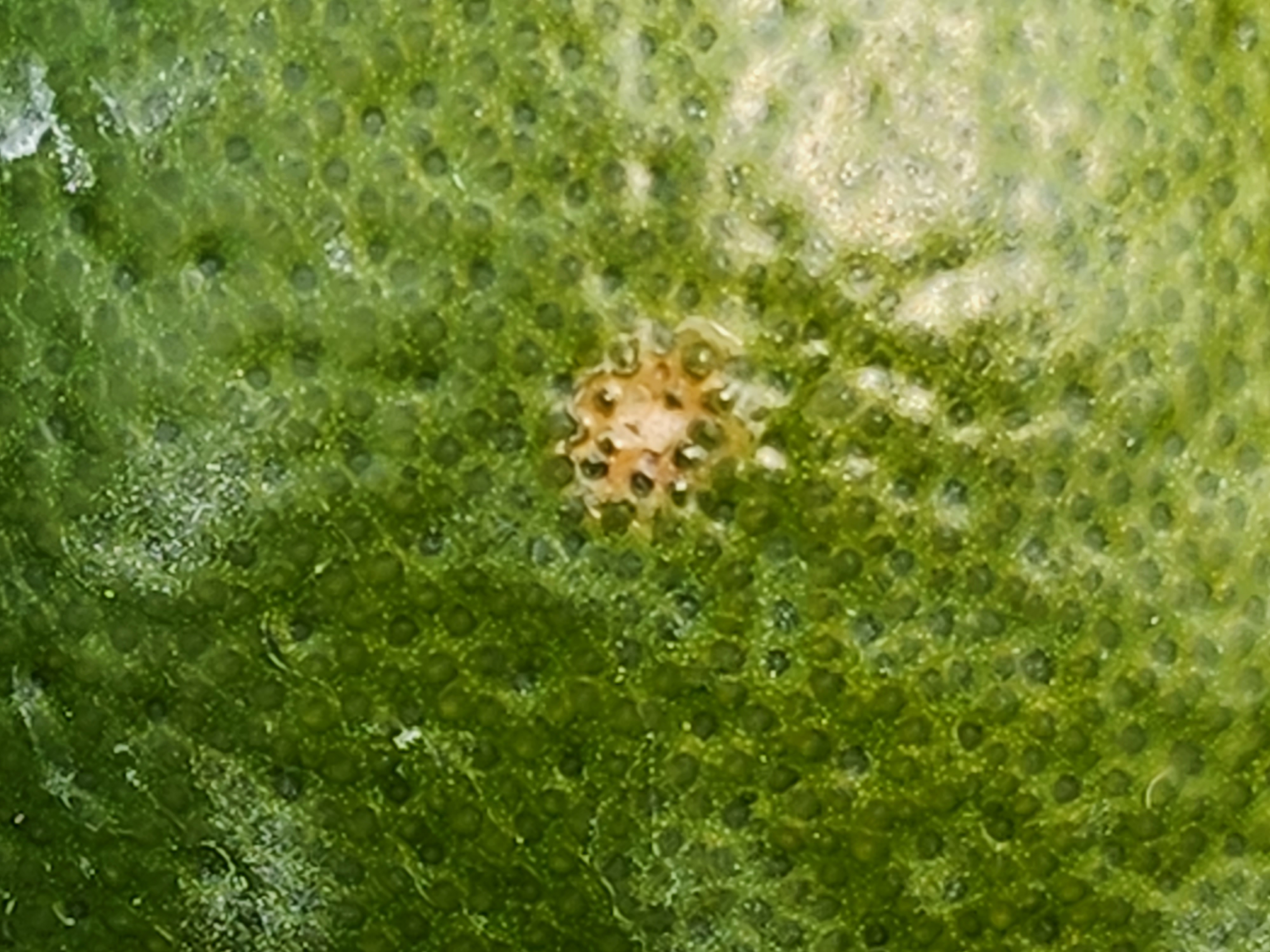 병해충 문의드립니다