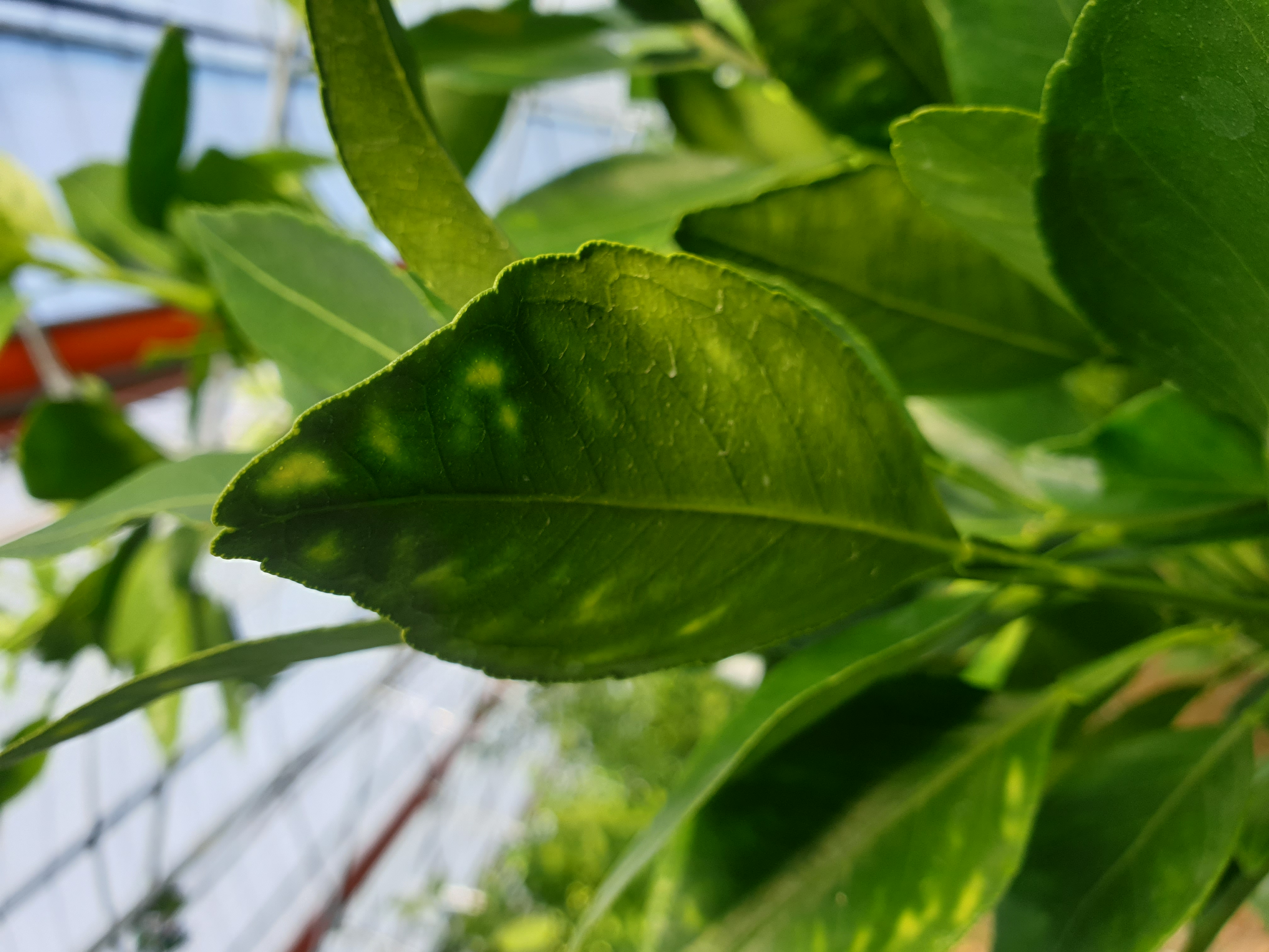 레드향 잎 변색