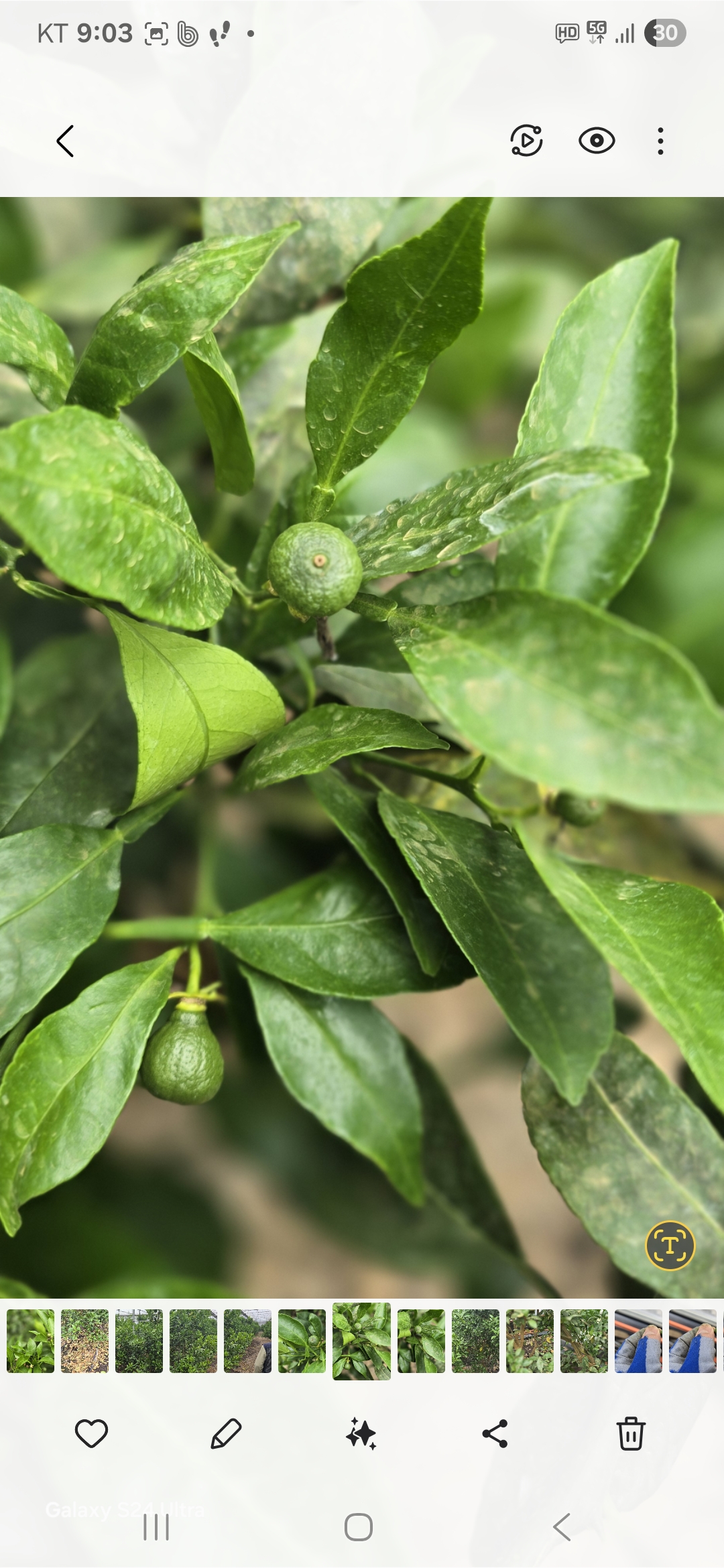 써니트 한라봉 과다낙과 