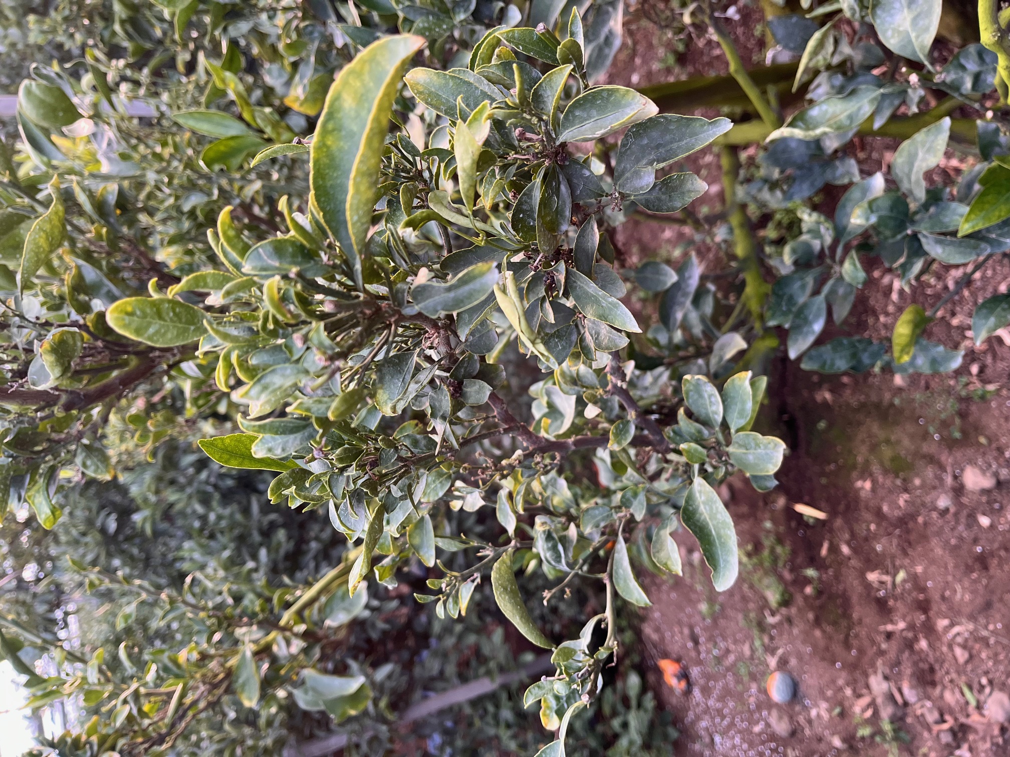 한라봉 나무잎 연한 녹색 및 천혜향 잎말림 피해