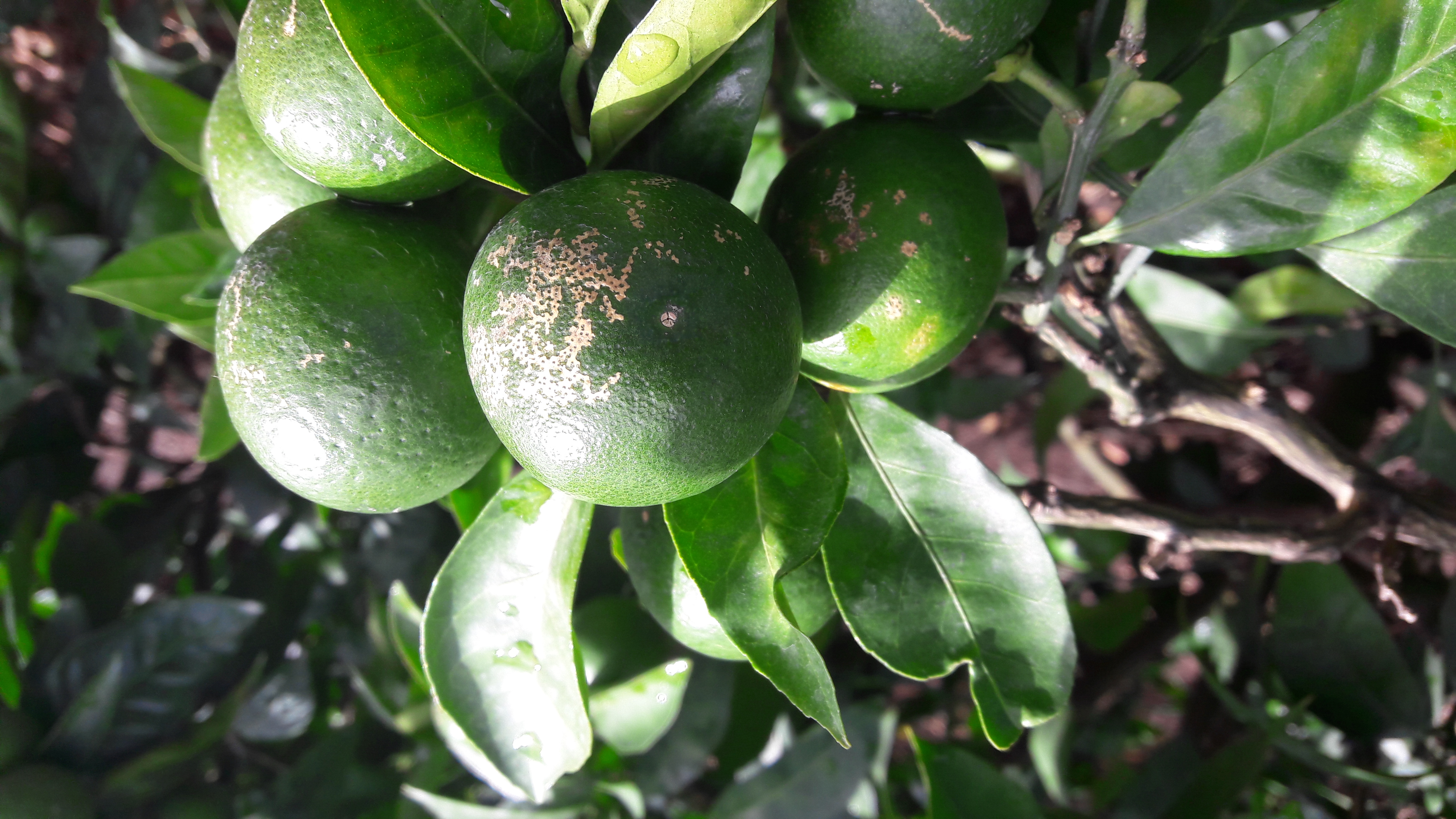 노지감귤입니다. 병해충 이름을 알고싶습니다