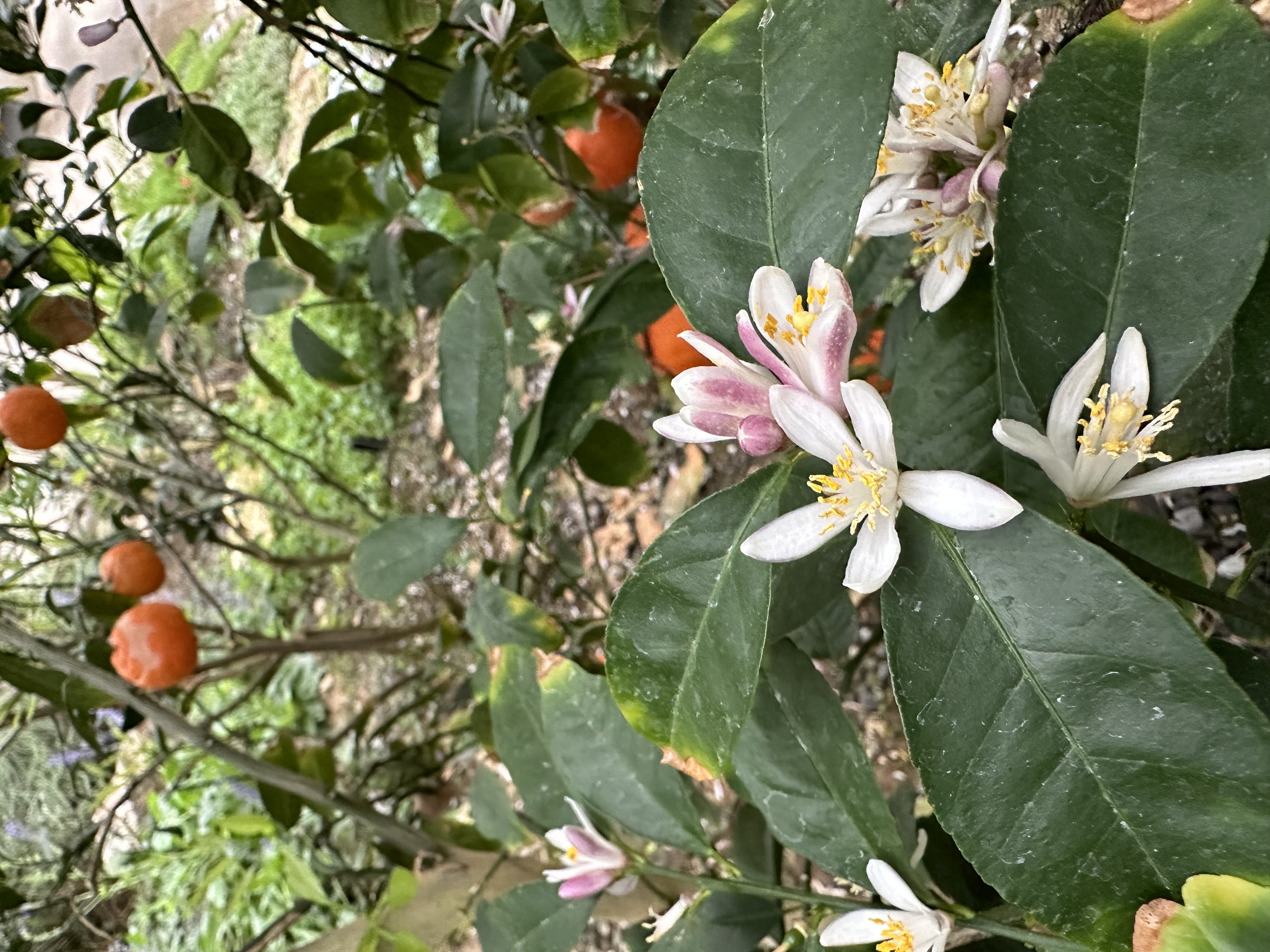 시트러스 품종 문의