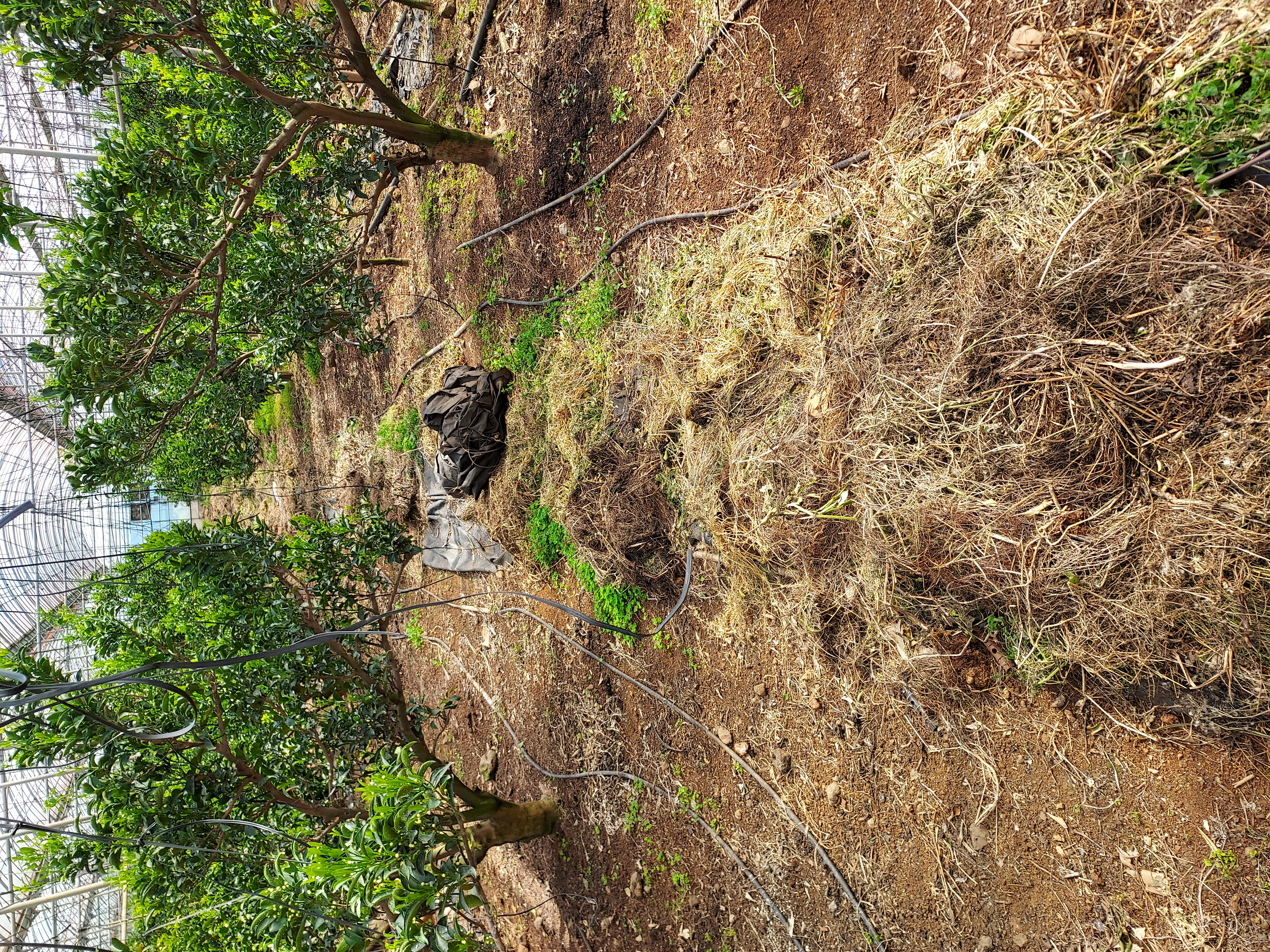 잡초 뒷처리뒷련 질문드립니다.