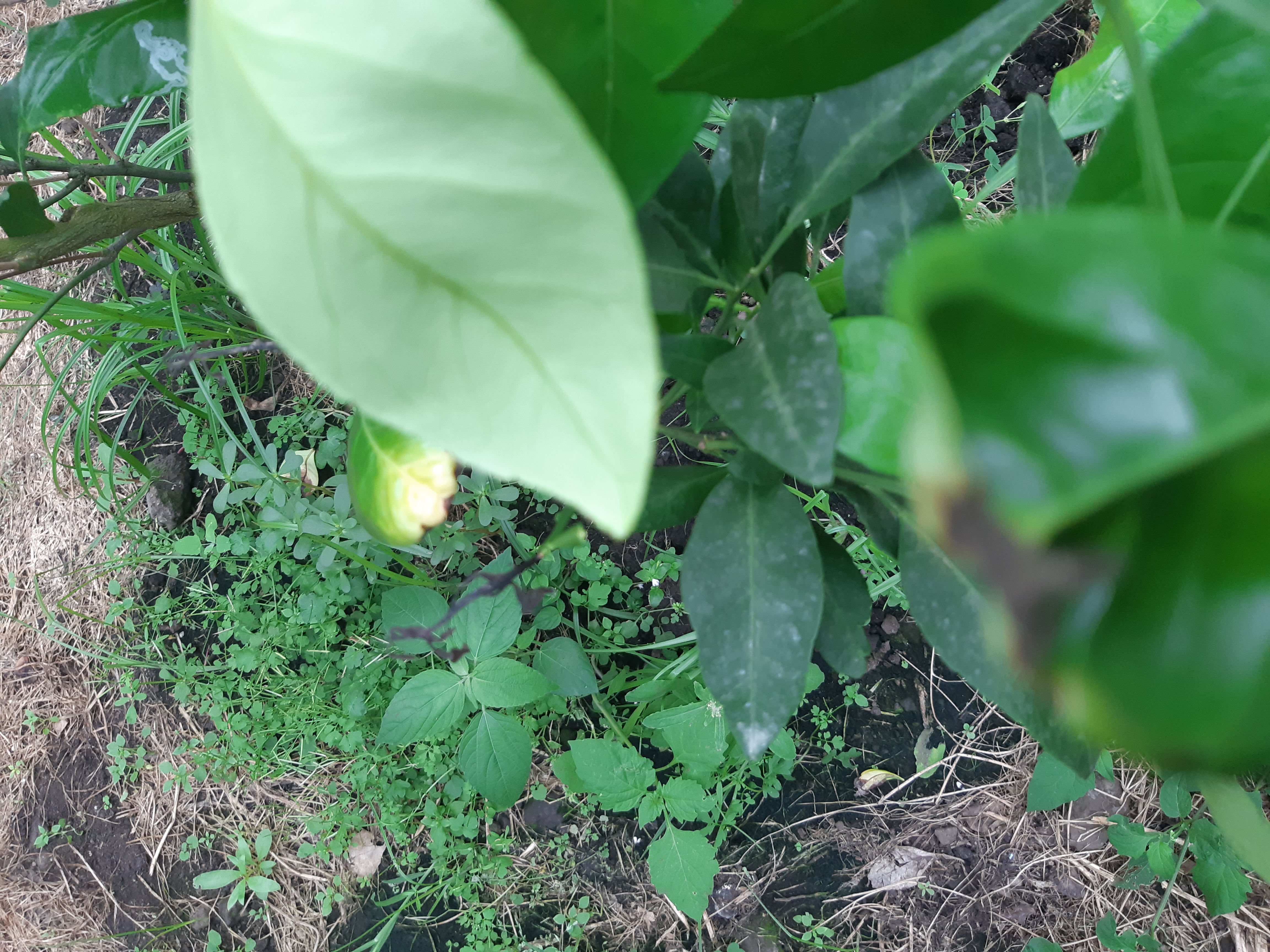 레드향 묘목 증상