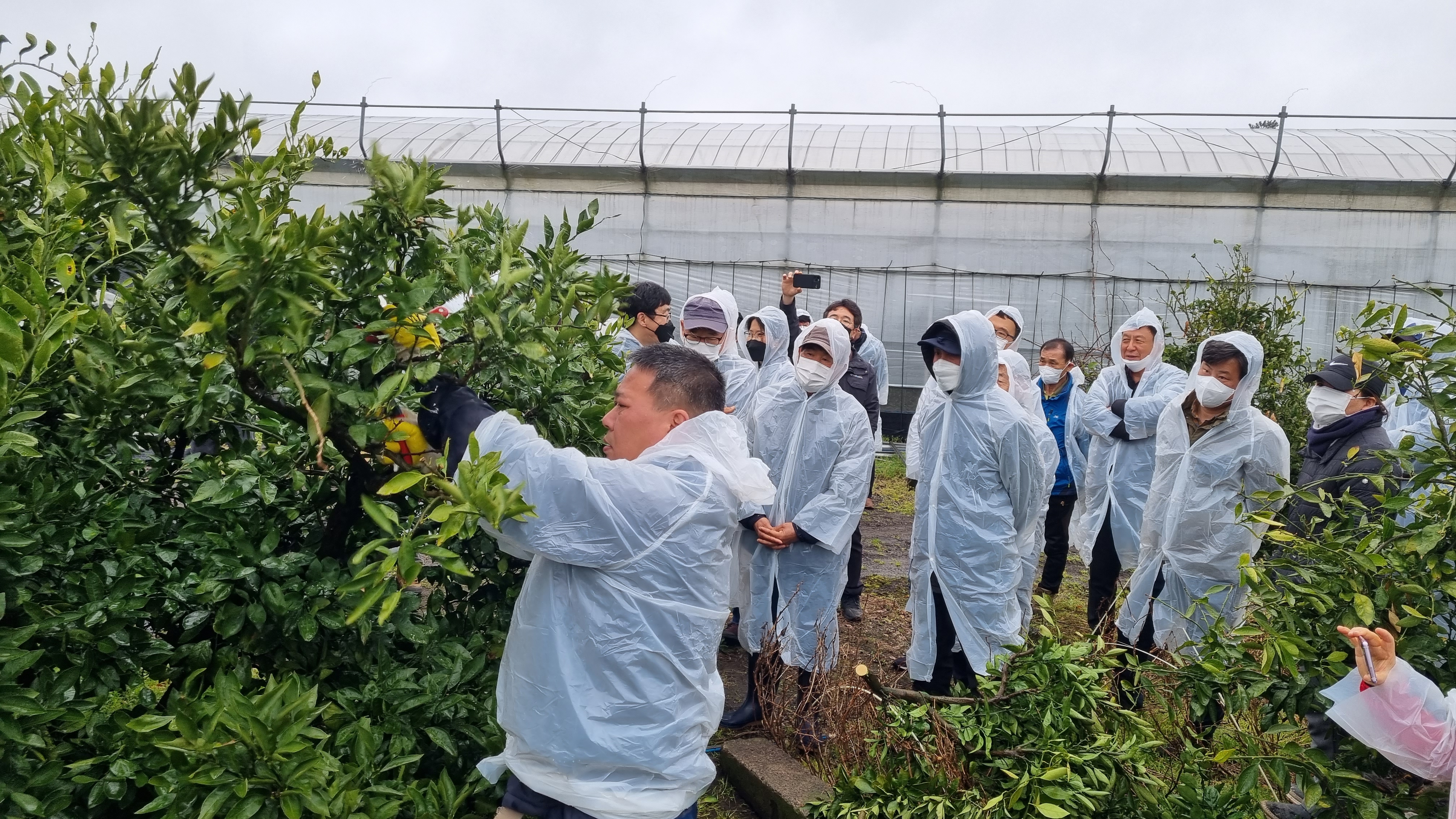 2021년 감귤류 정지 전정 현장 교육( 6회, 3/9~3/12)