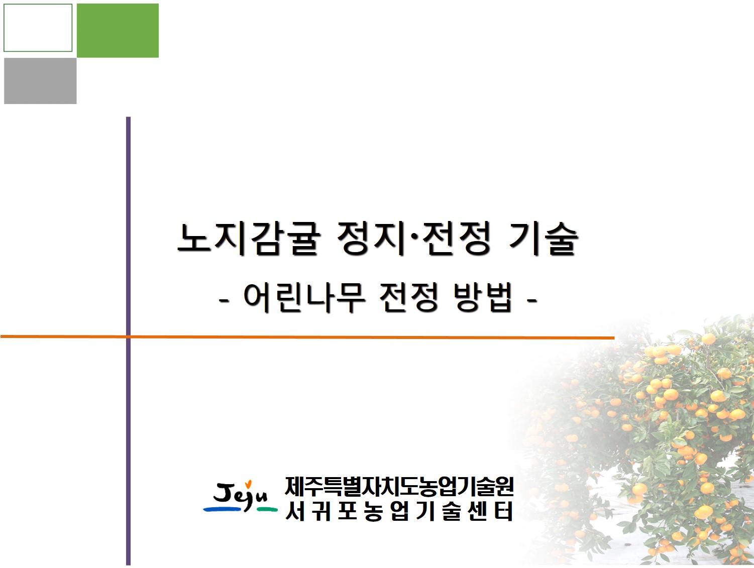 노지감귤 정지•전정 기술(어린나무 전정 방법)
