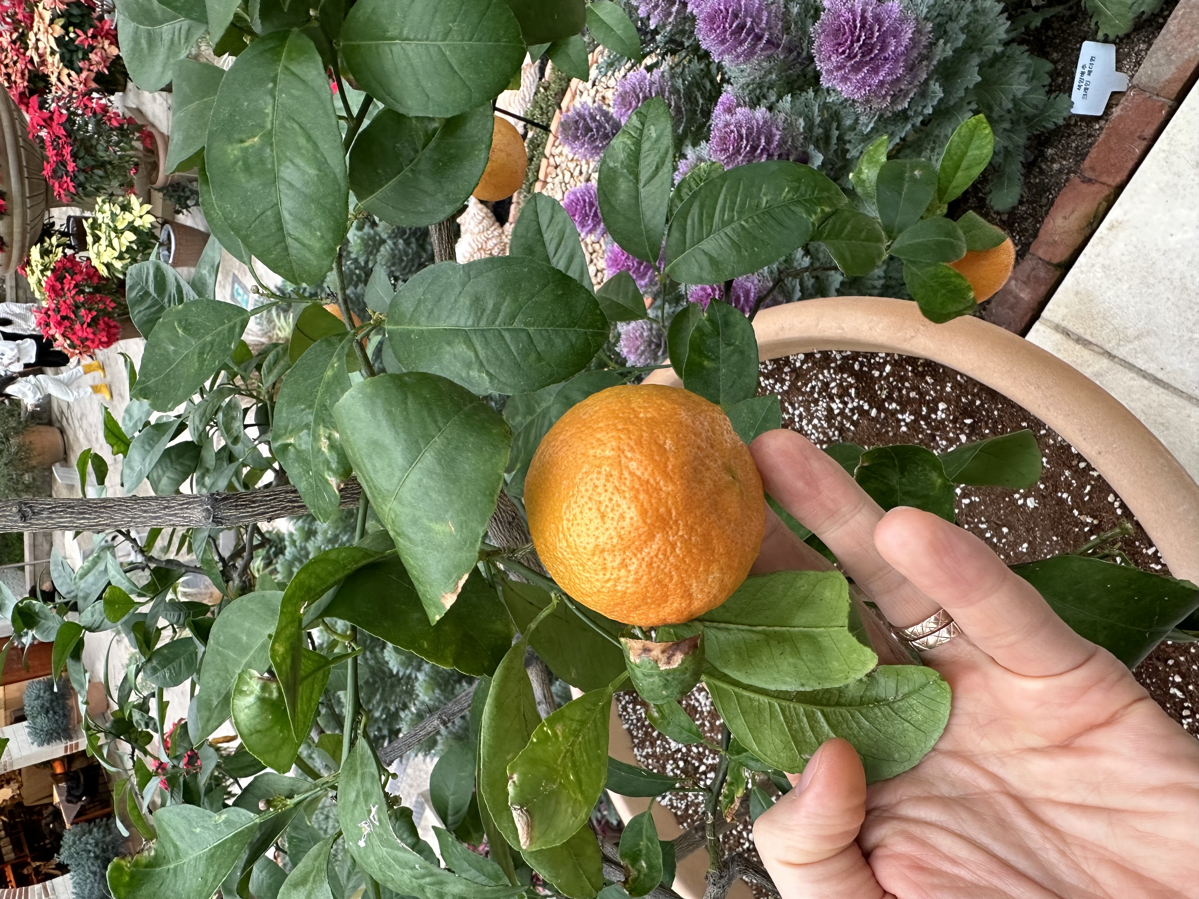 시트러스 품종 문의