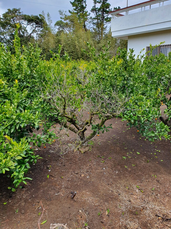 노지 밀감나무가 왜 이런건가요?