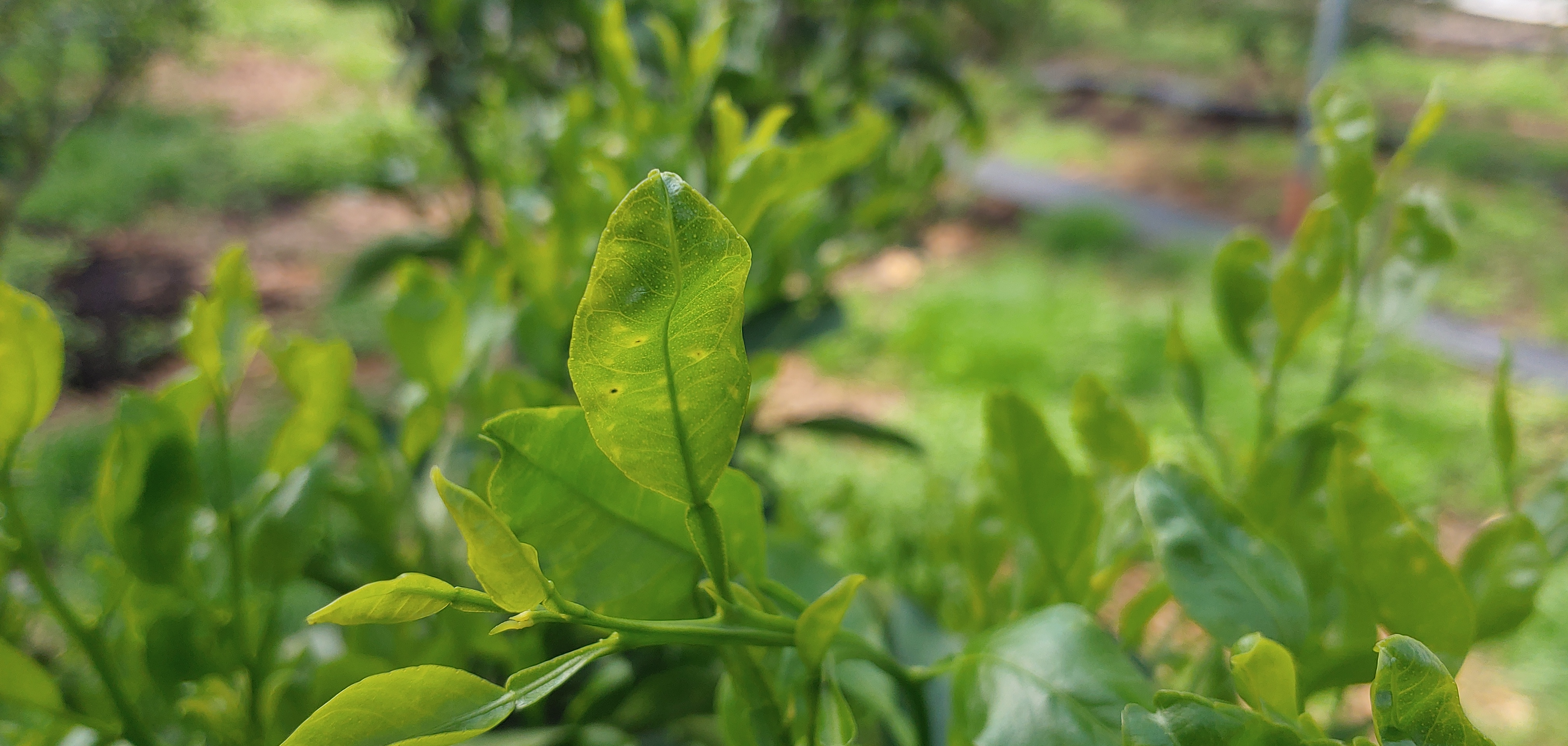 천혜향 새순에 발생한 것입니다.