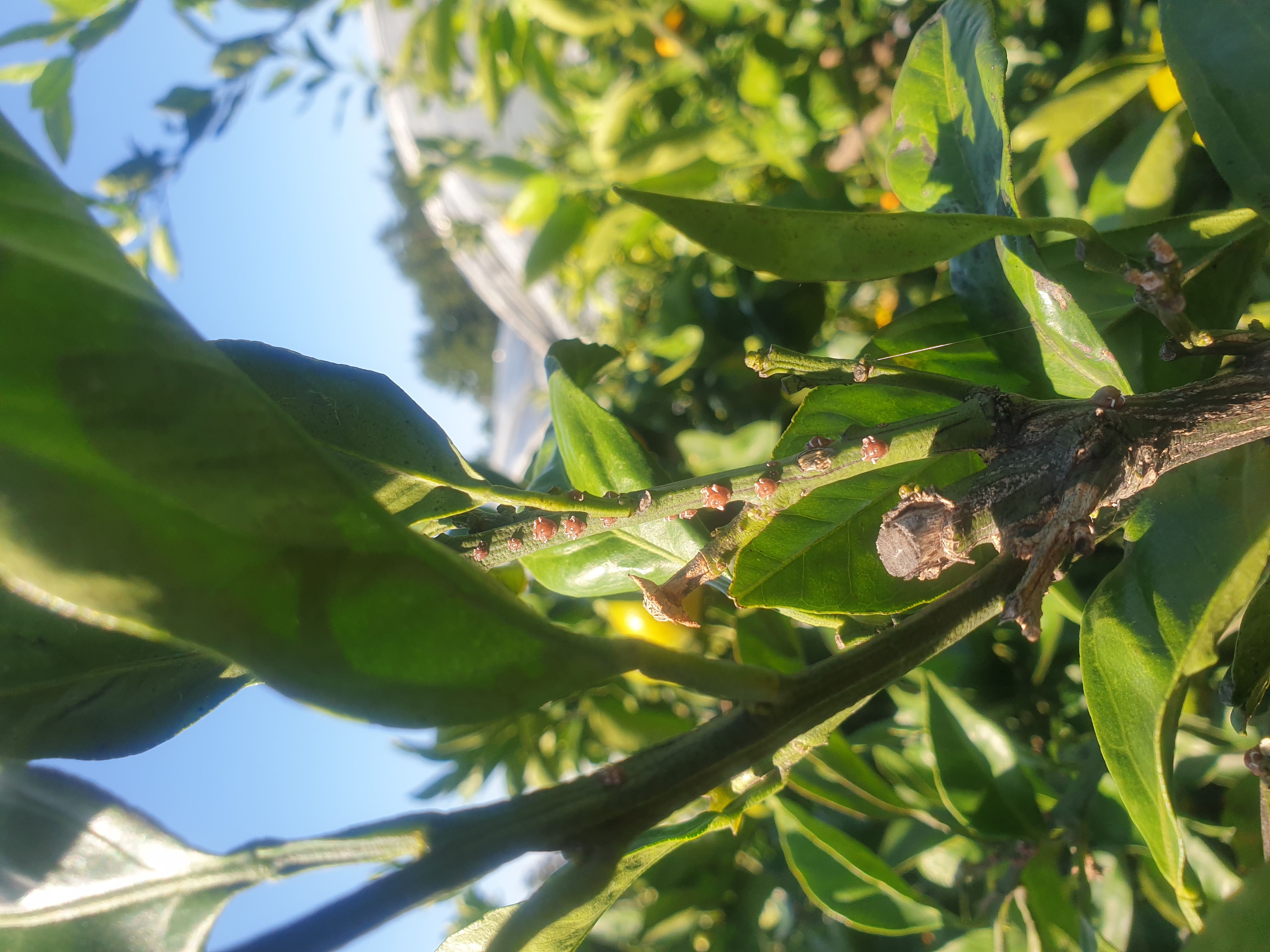 노지 감귤나무 상태