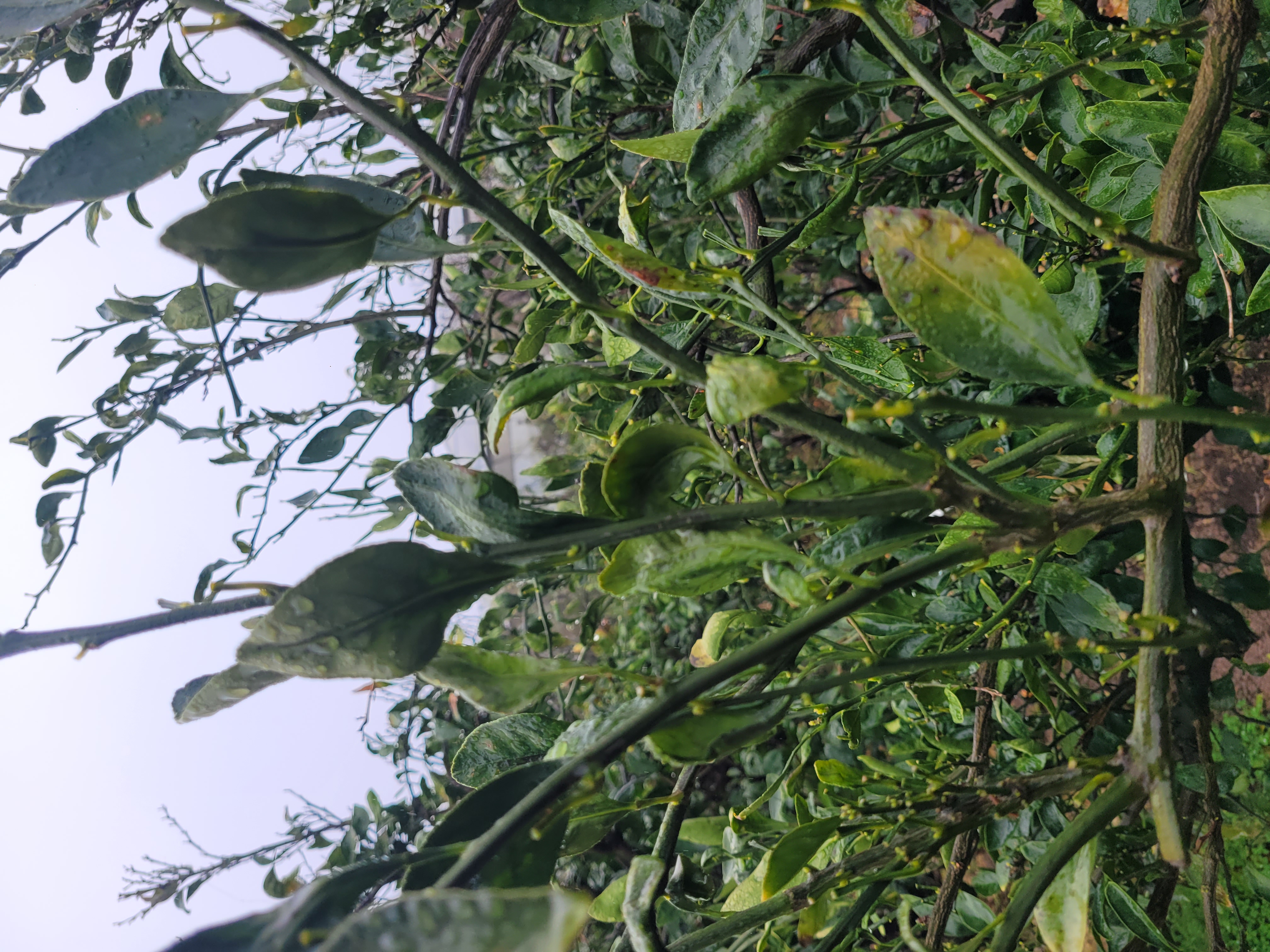 감귤 나무 관련 질문입니다