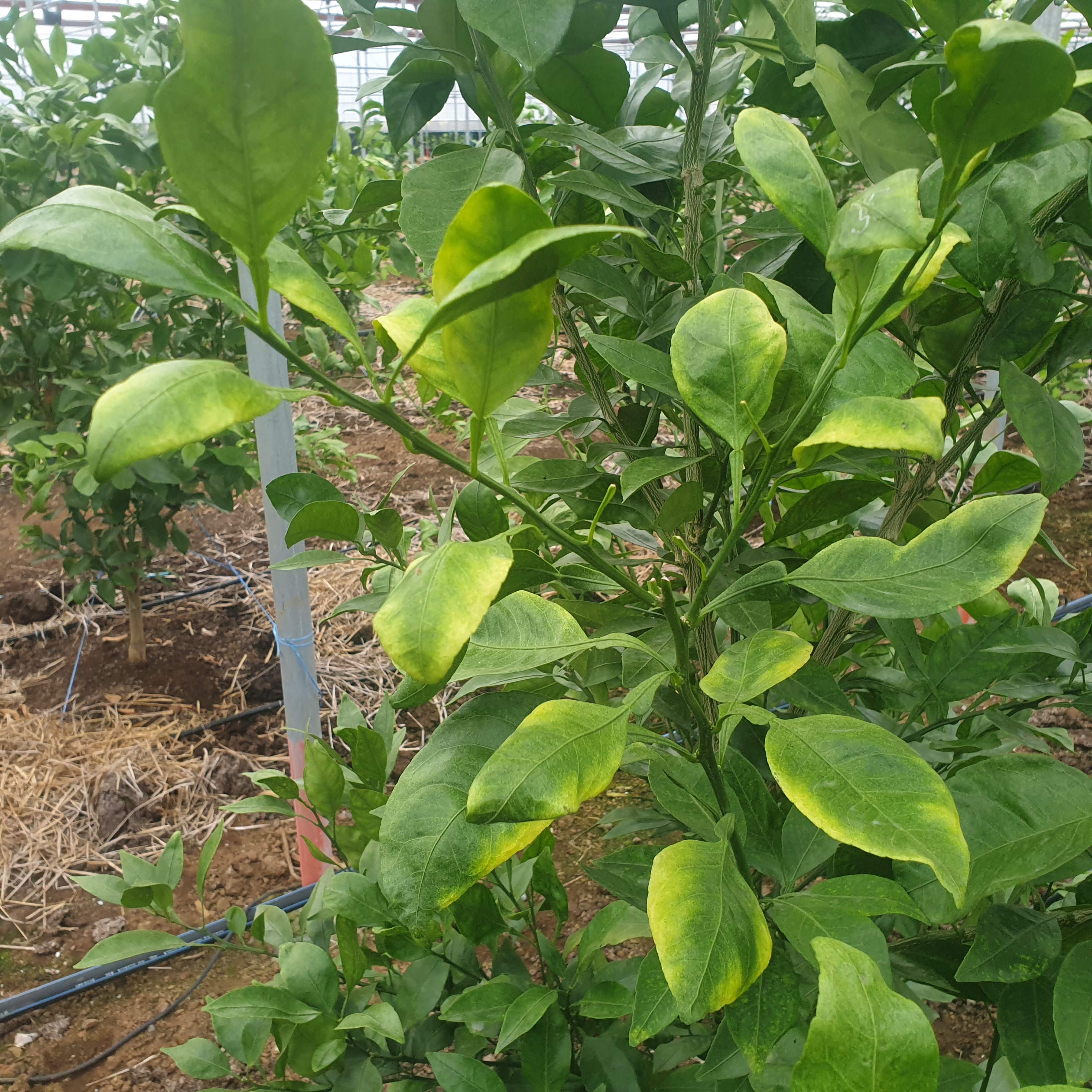 레드향 잎이 색생