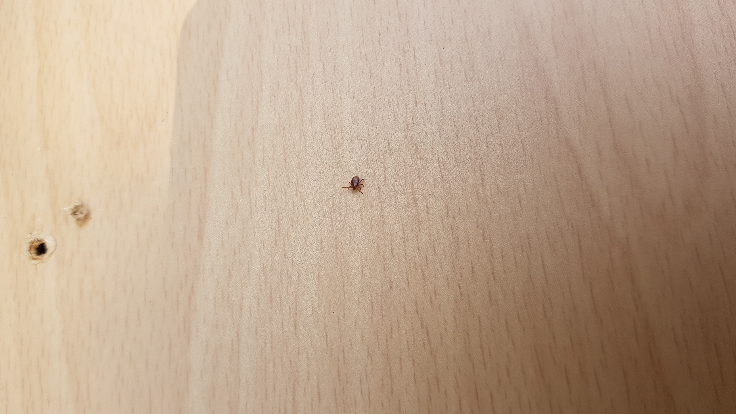 진드기 예방관련