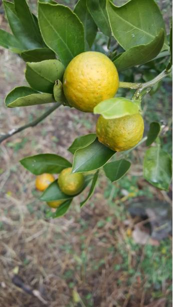 노지감귤 미숙과 발생원인