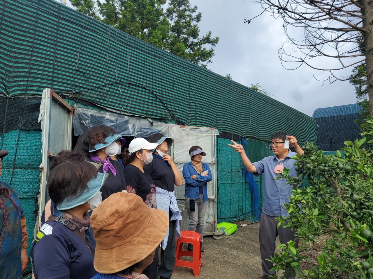   고품질감귤 안정생산을 위한 생활개선회원 열매솎기 수눌음 지도