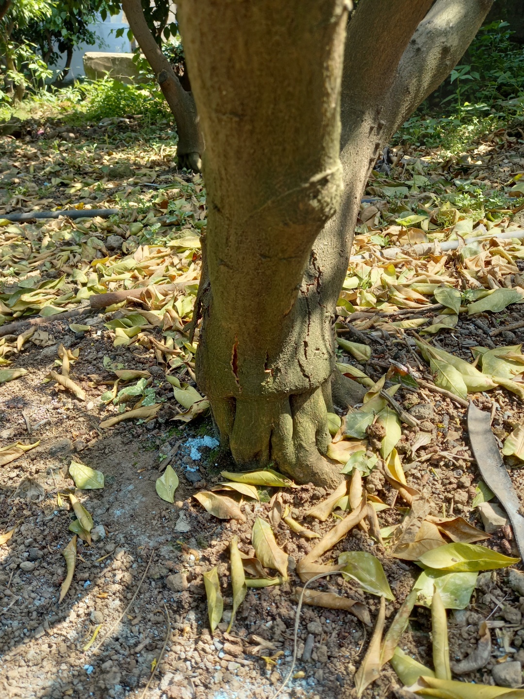 감귤나무 잎이 말라 떨어져요~
