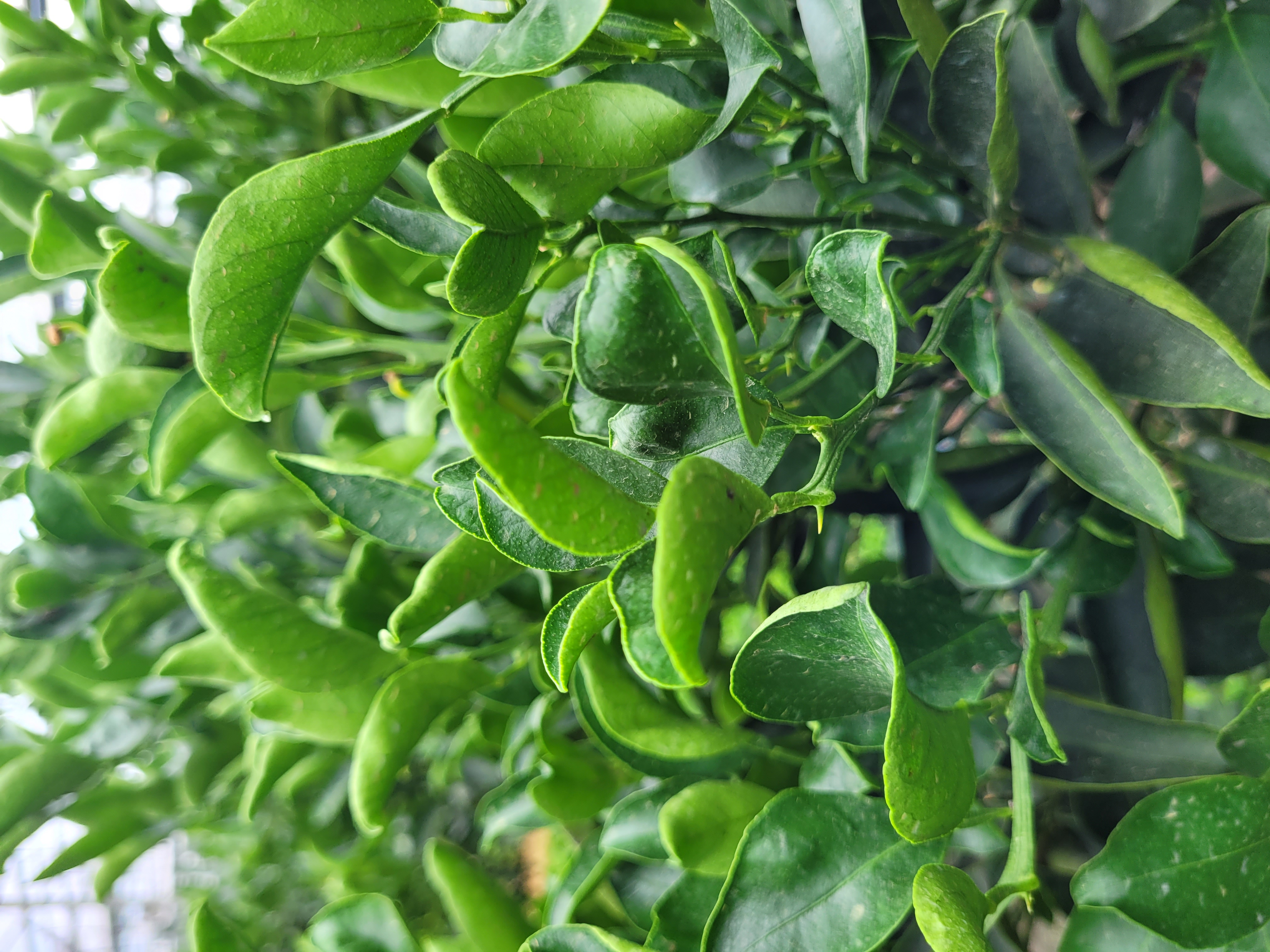 천혜향 잎 이상여부