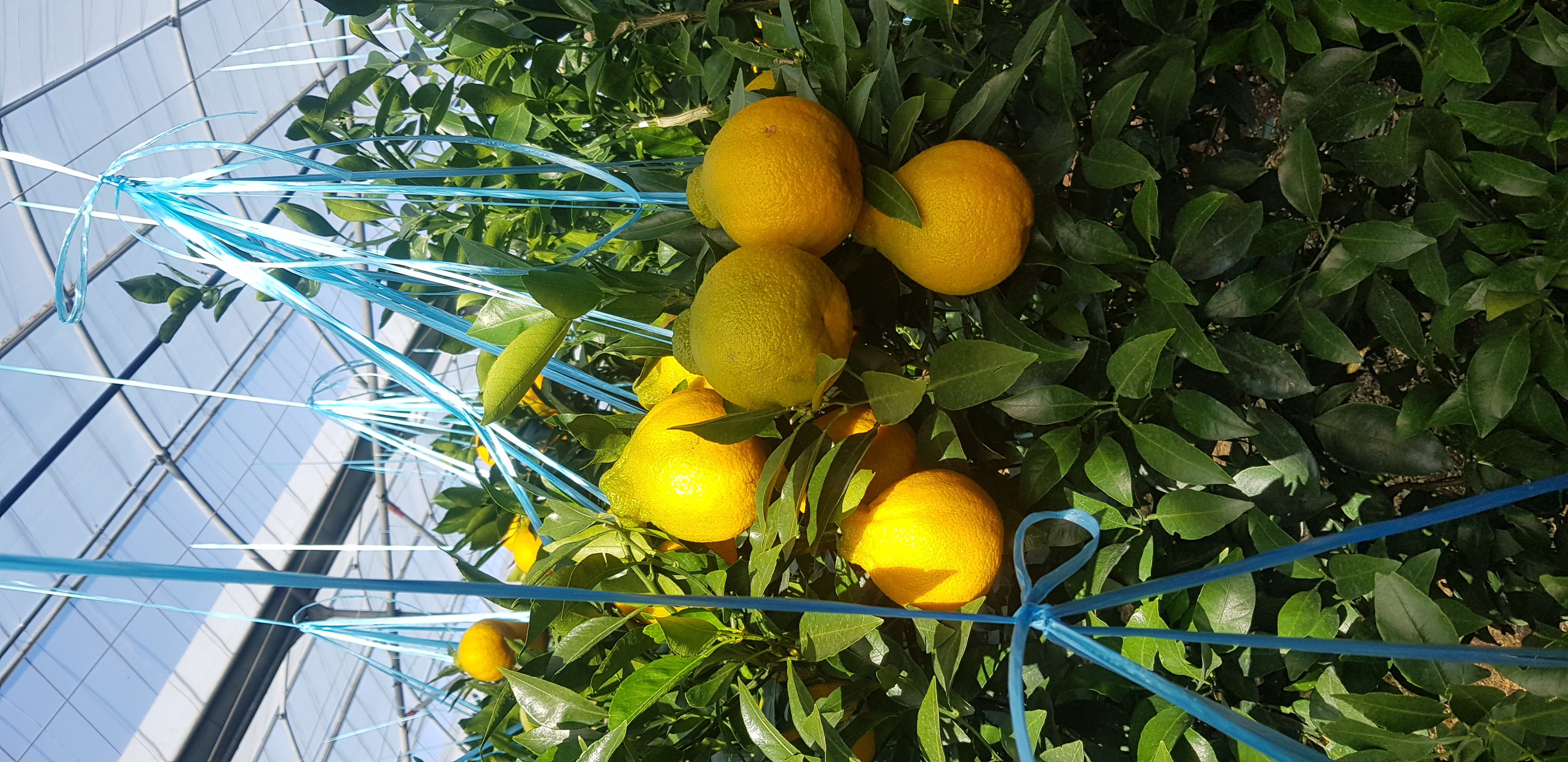 한라봉 산도 관련