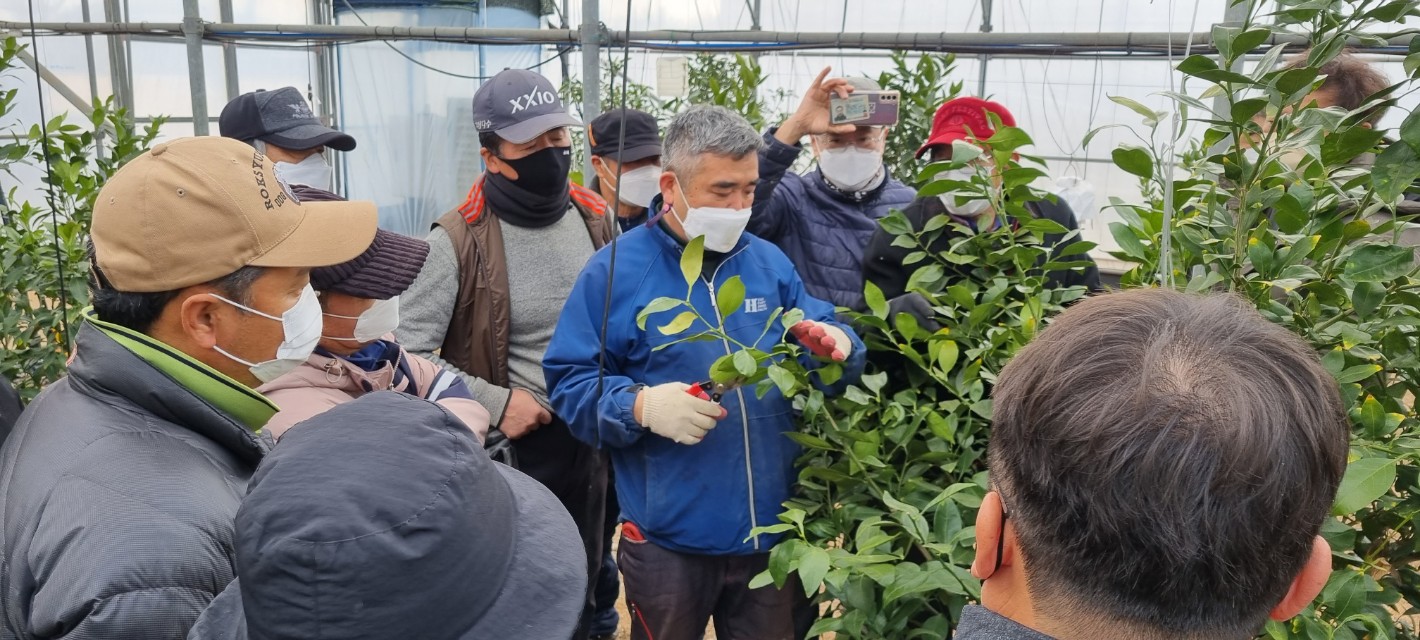 2022년 만감류 전지, 전정교육