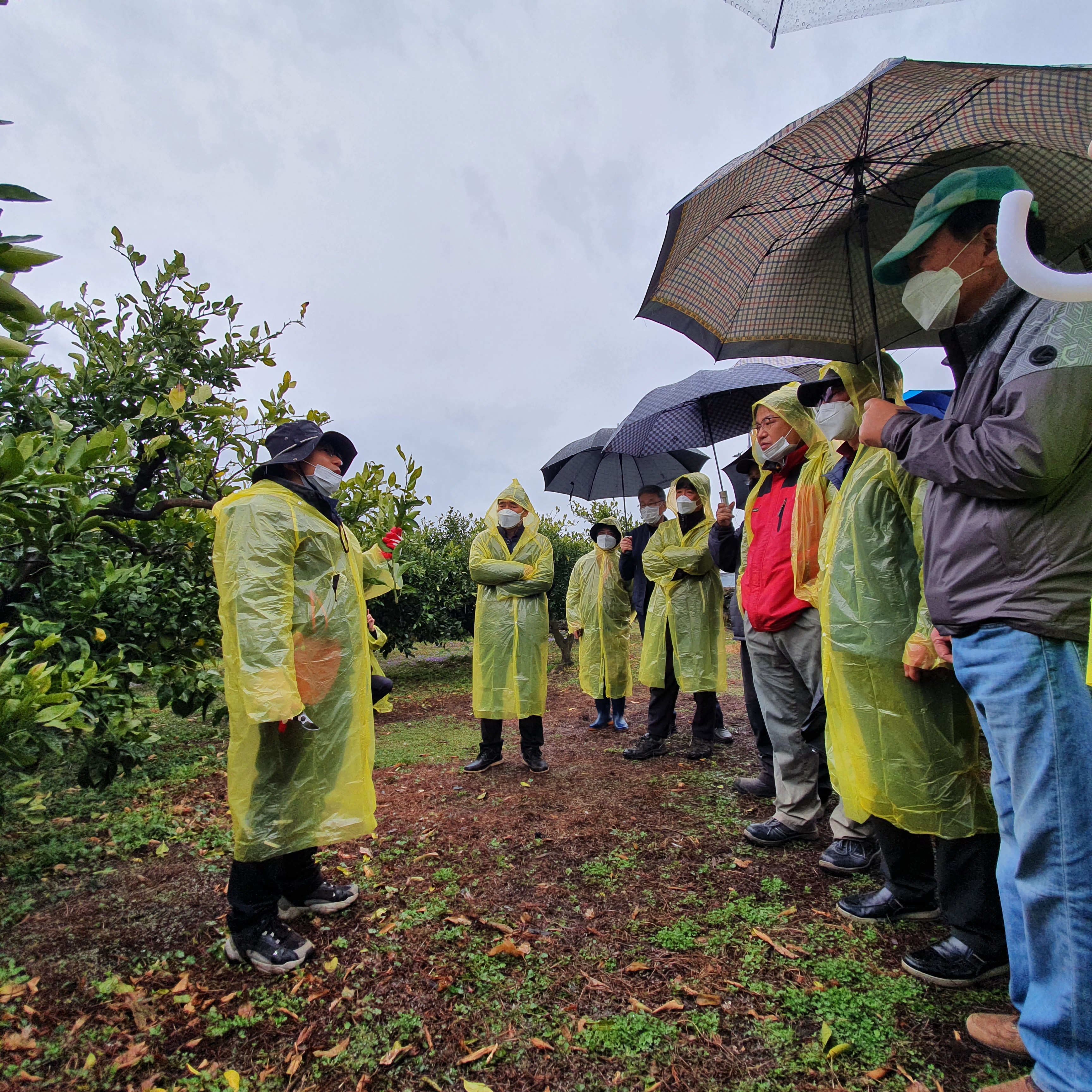 2021년 감귤 정지·전정 교육