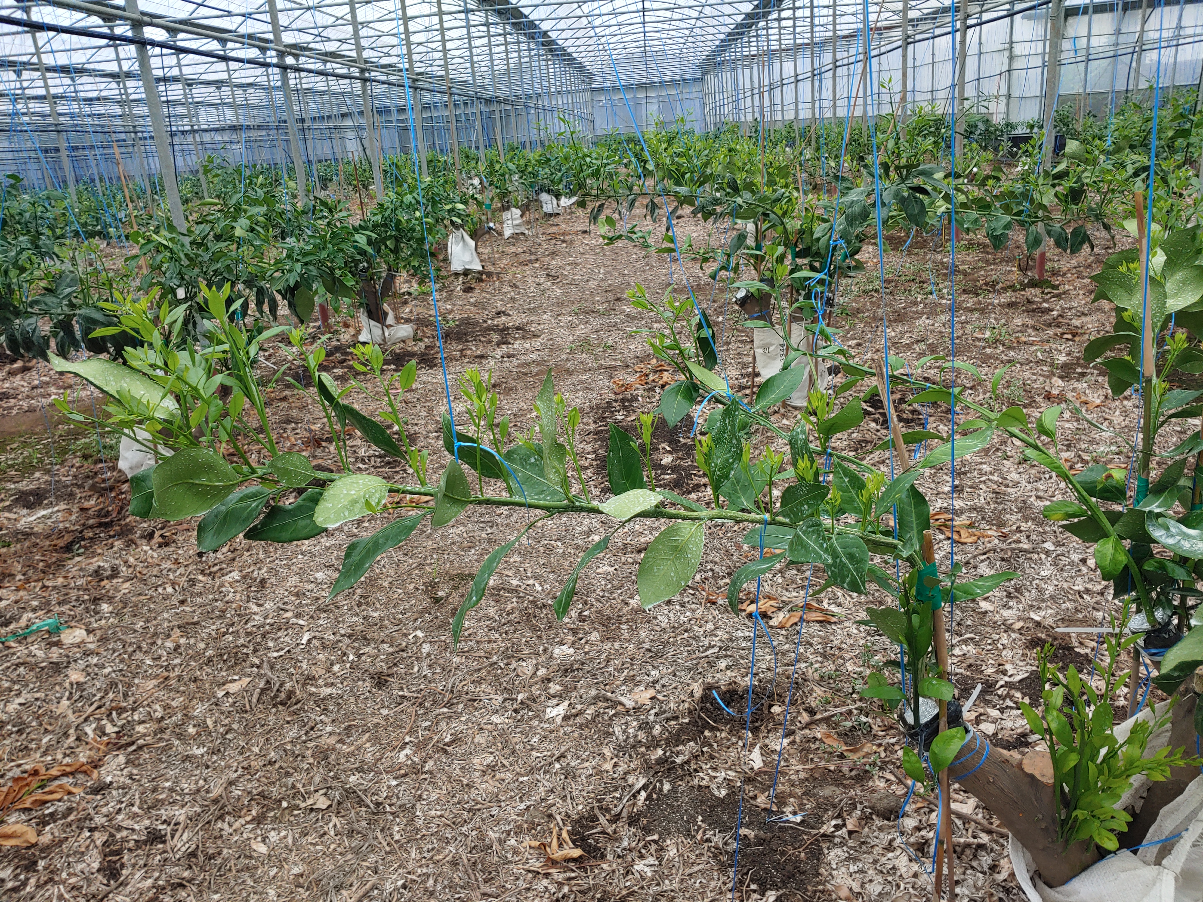 고접 레드향 여름순