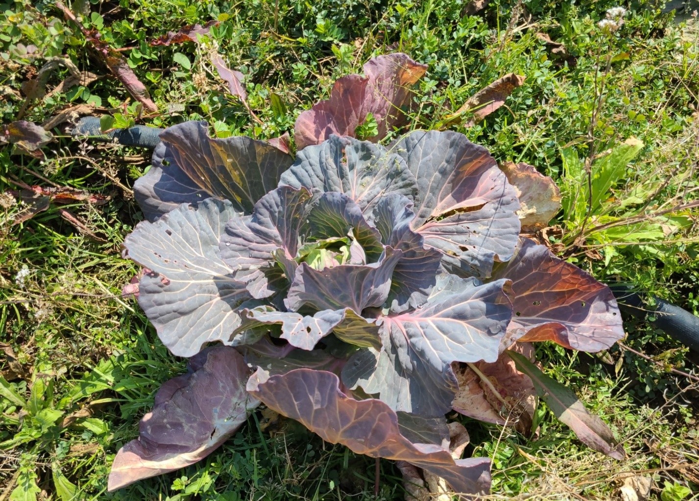 양배추 관련 문의 드립니다.