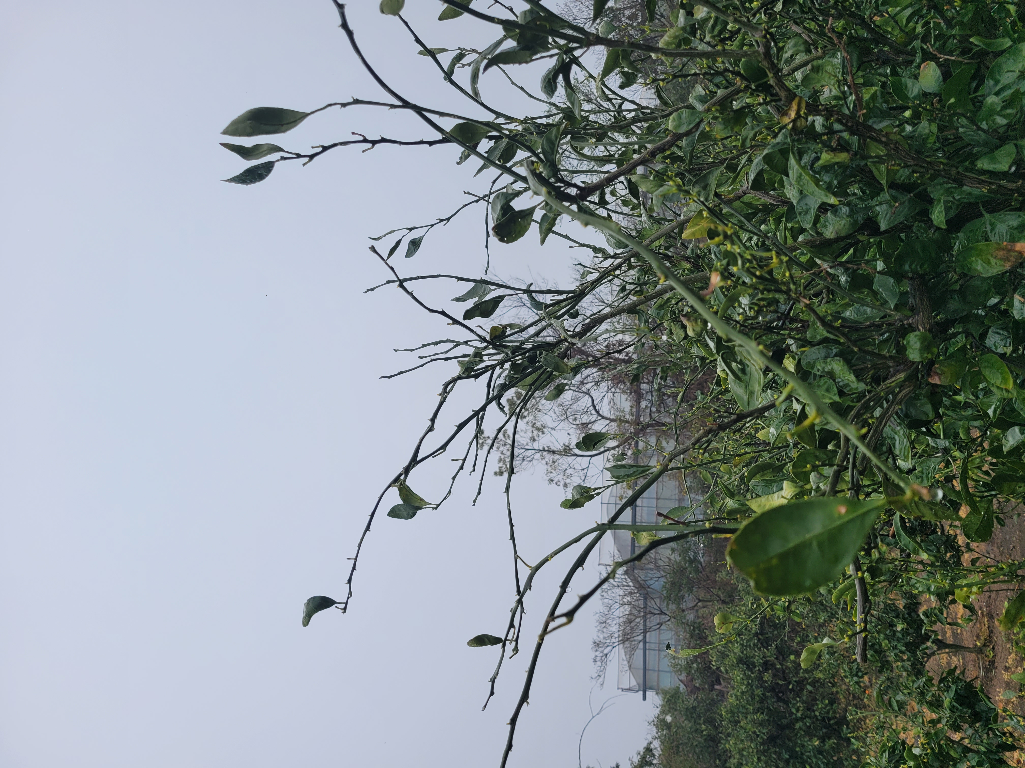 감귤 나무 관련 질문입니다