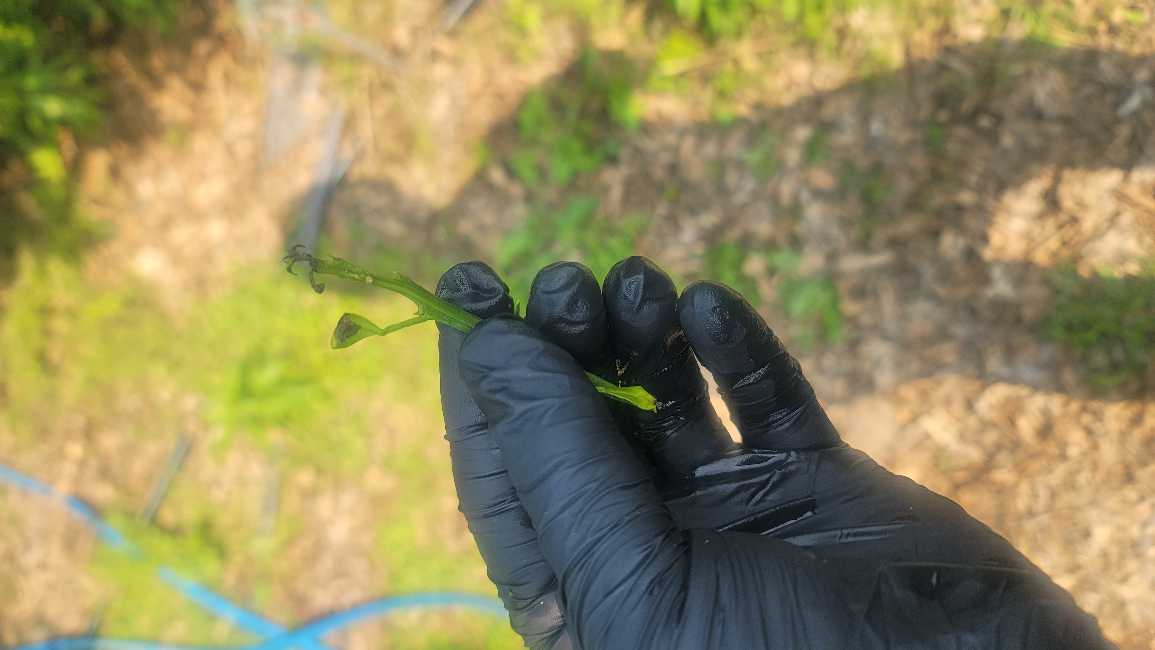 안녕하세요 노지한라봉 몇가지 질문이 있습니다