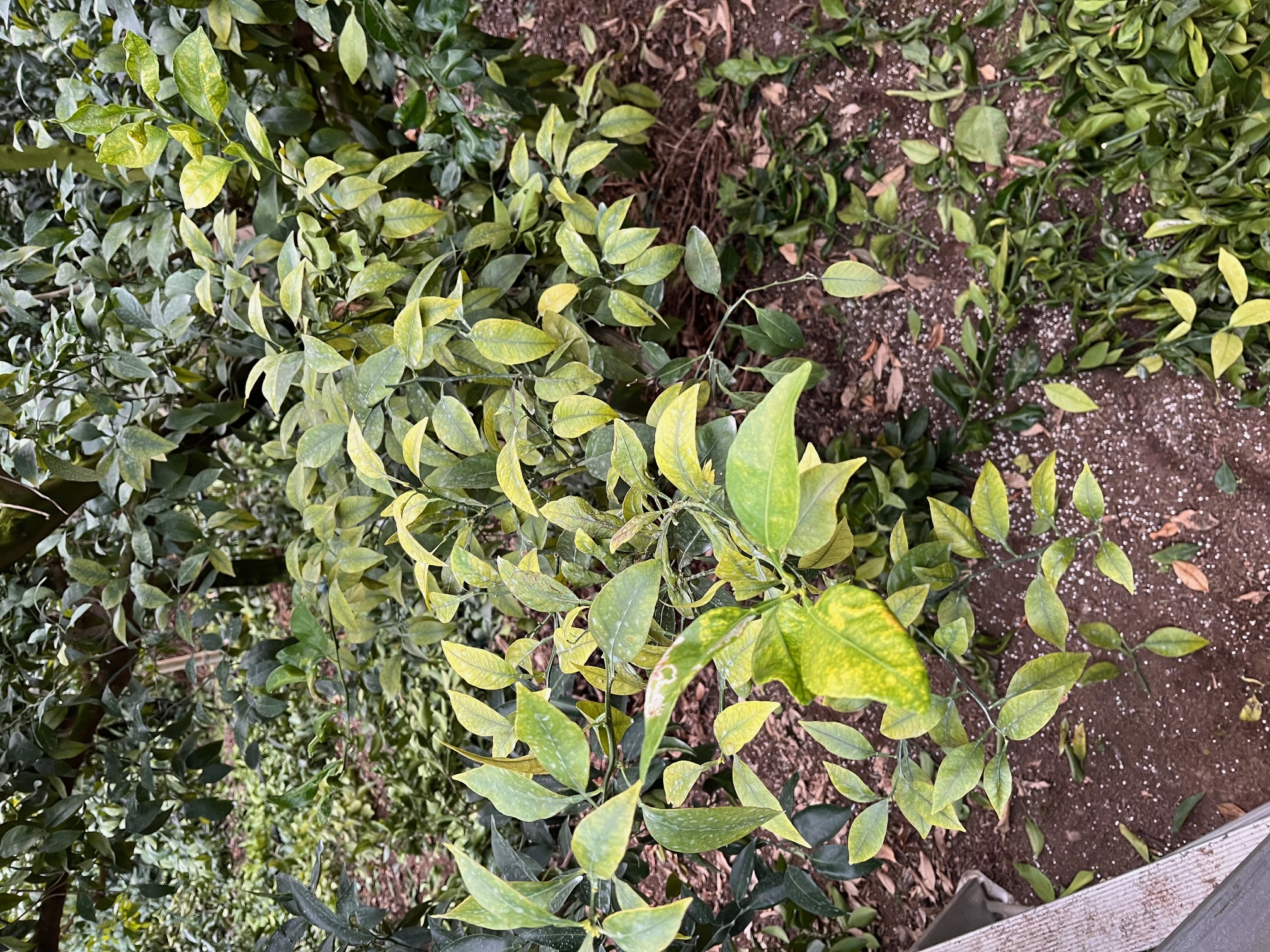 한라봉 나무잎 연한 녹색 및 천혜향 잎말림 피해