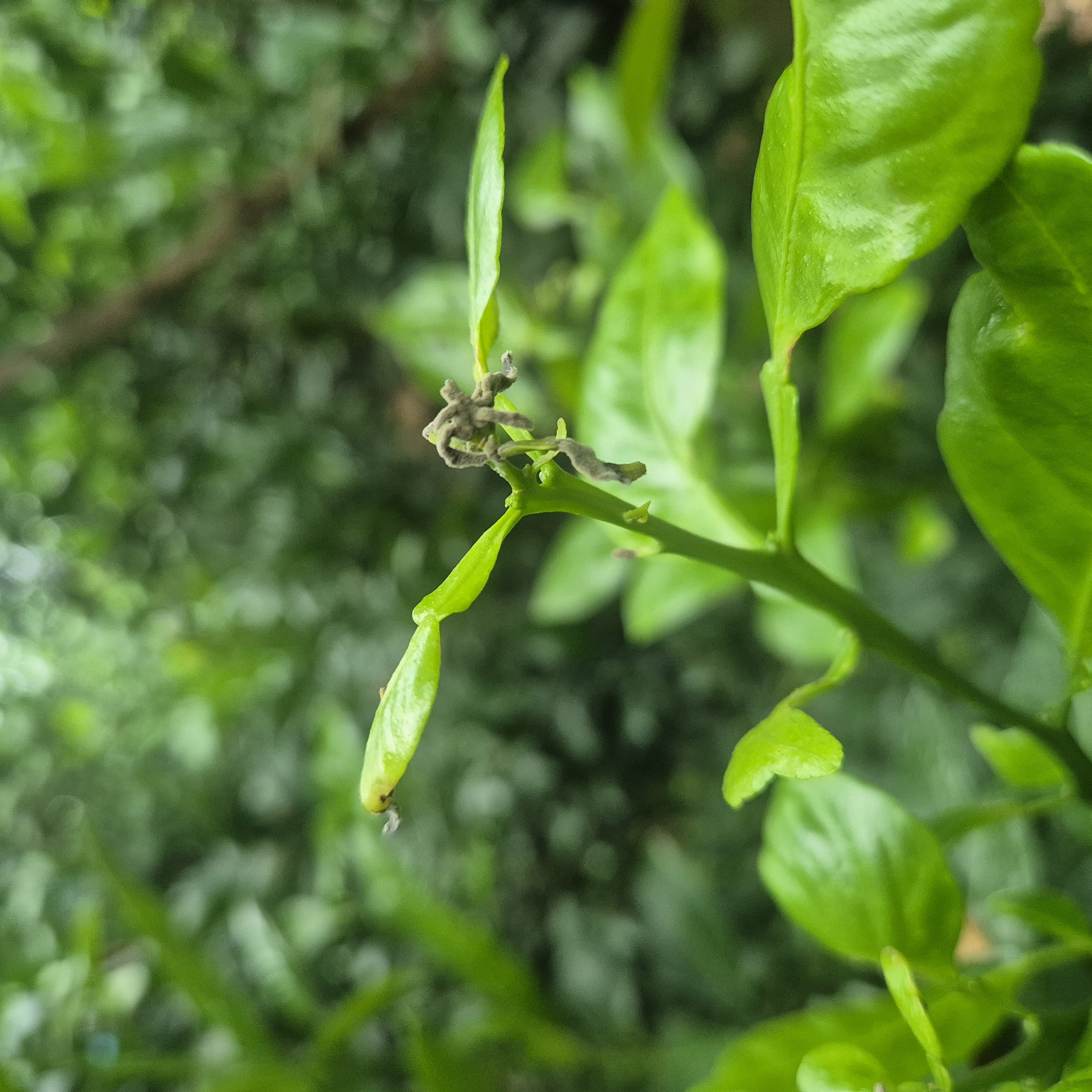 한라봉 새순 곰팡이??