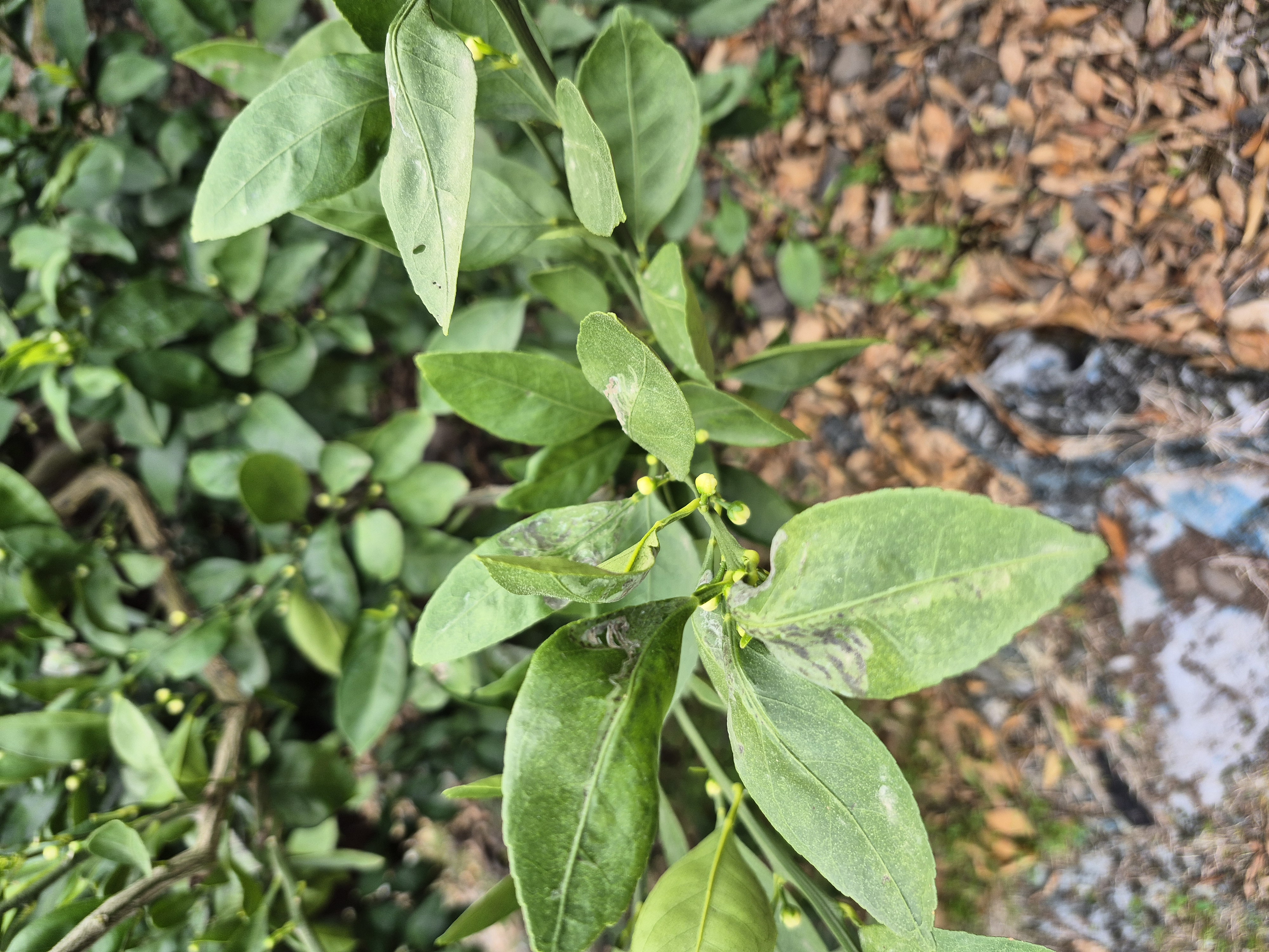 노지감귤 농약살포 문의