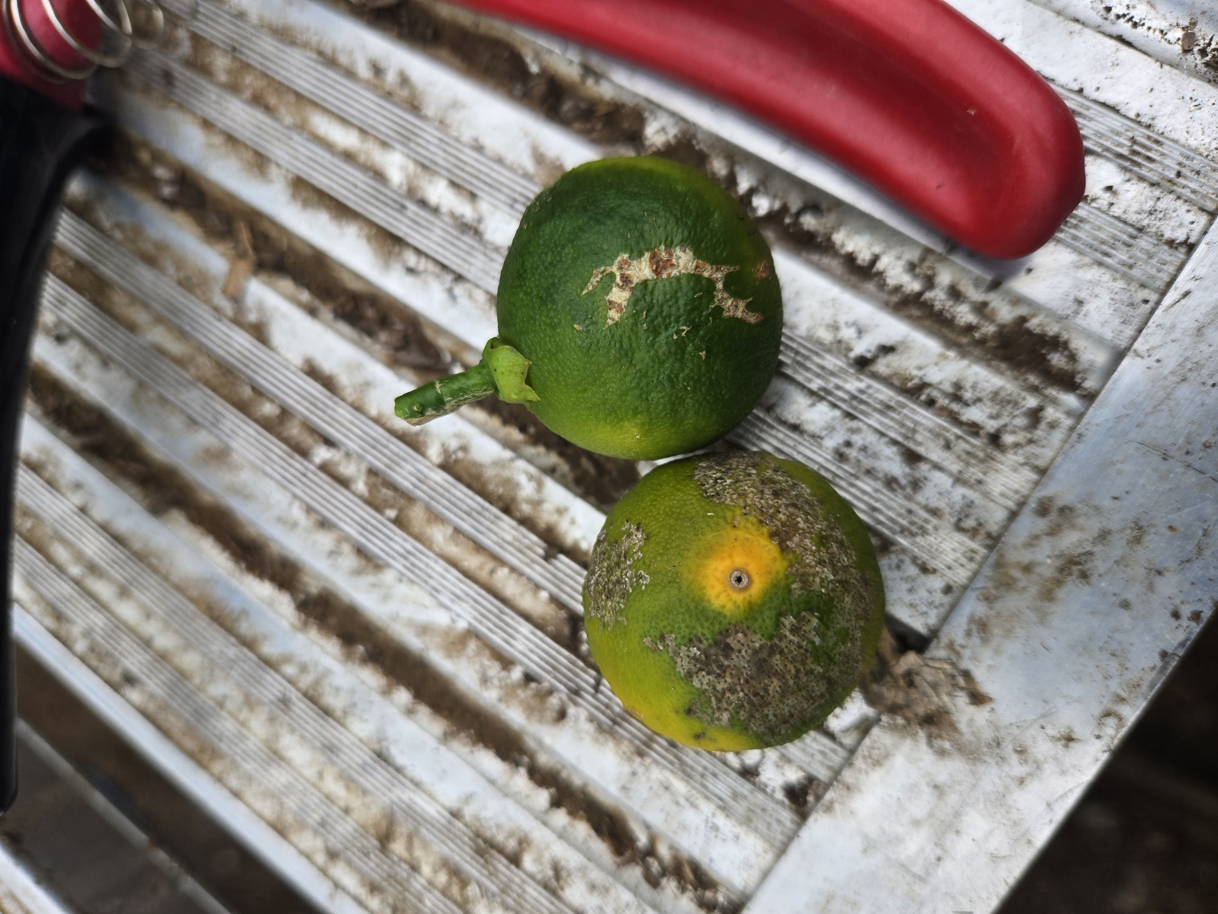 열매피해 알고싶어요