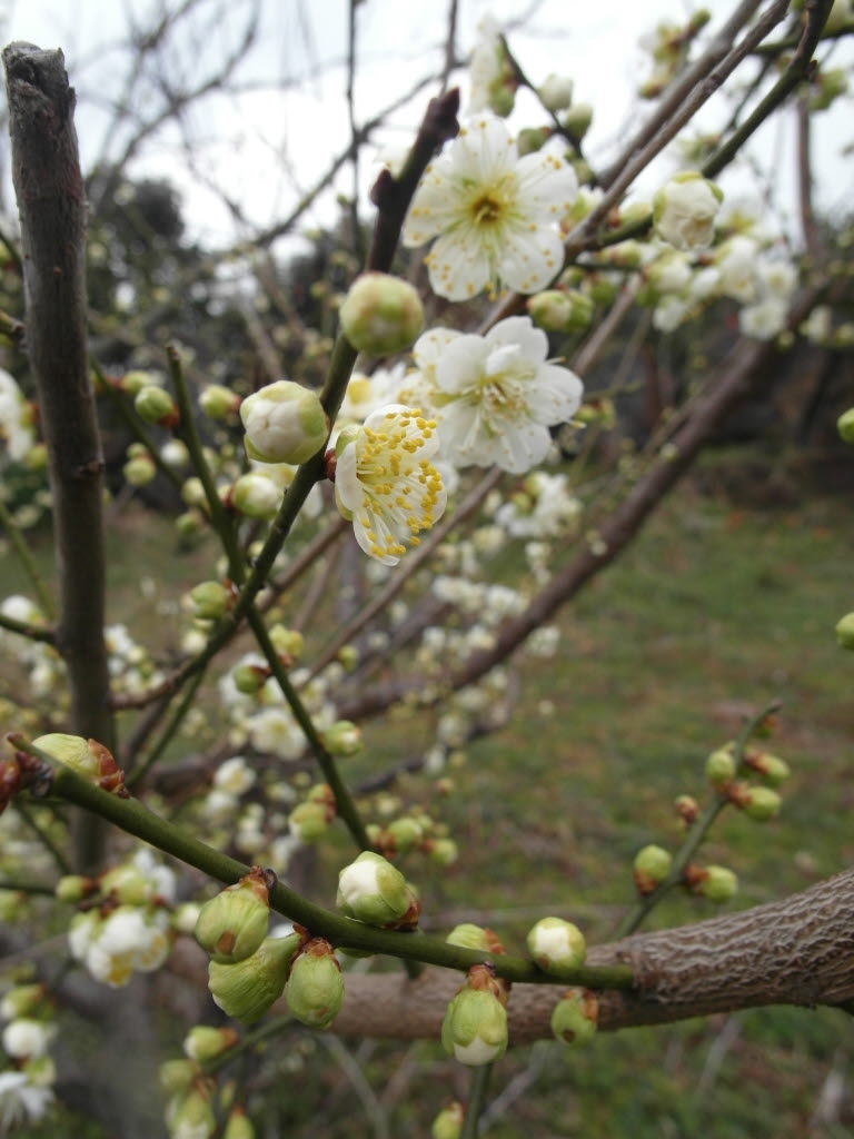 매화꽃이 피었습니다
