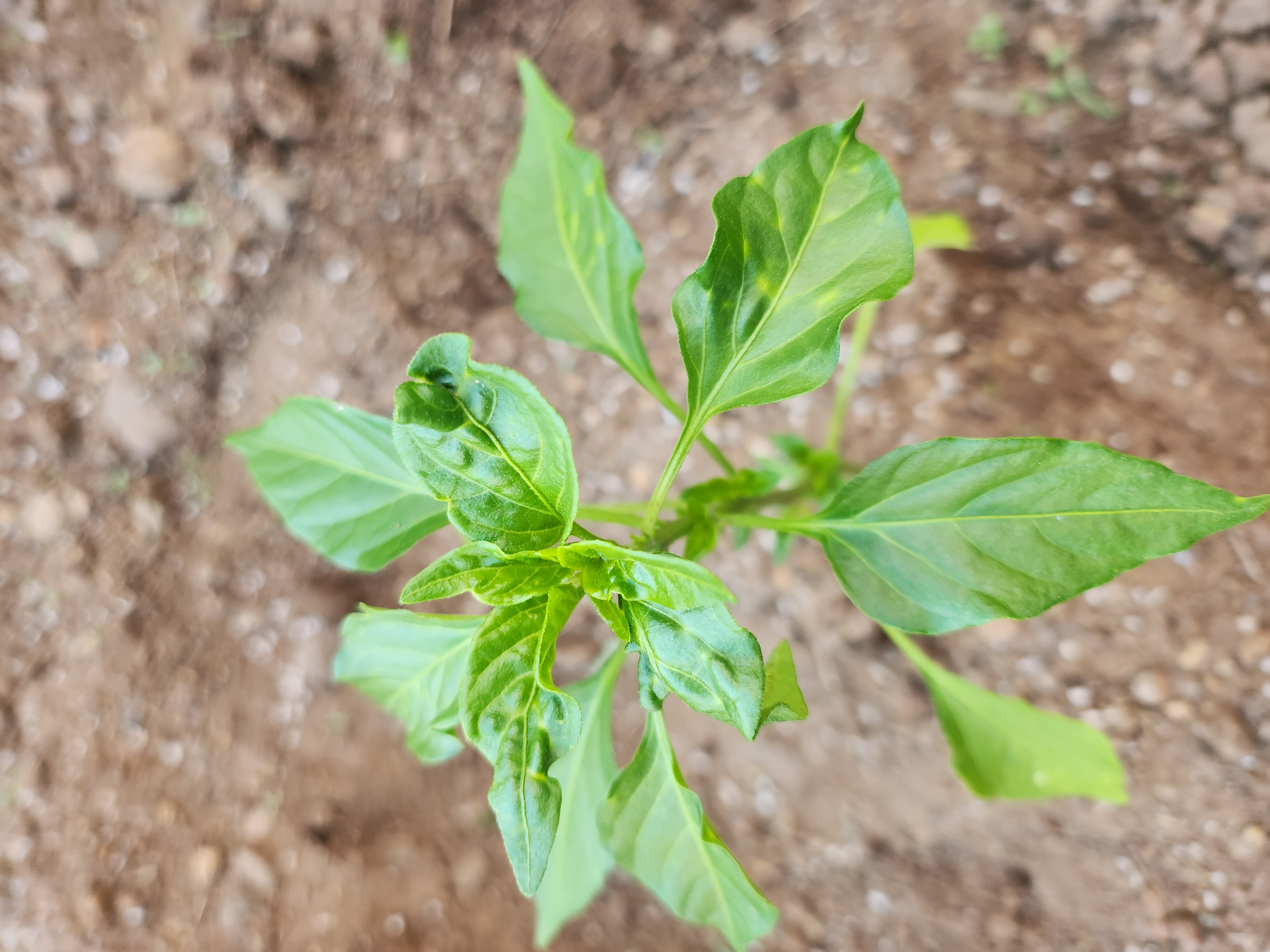 청양고추 무슨 병인지 궁금합니다