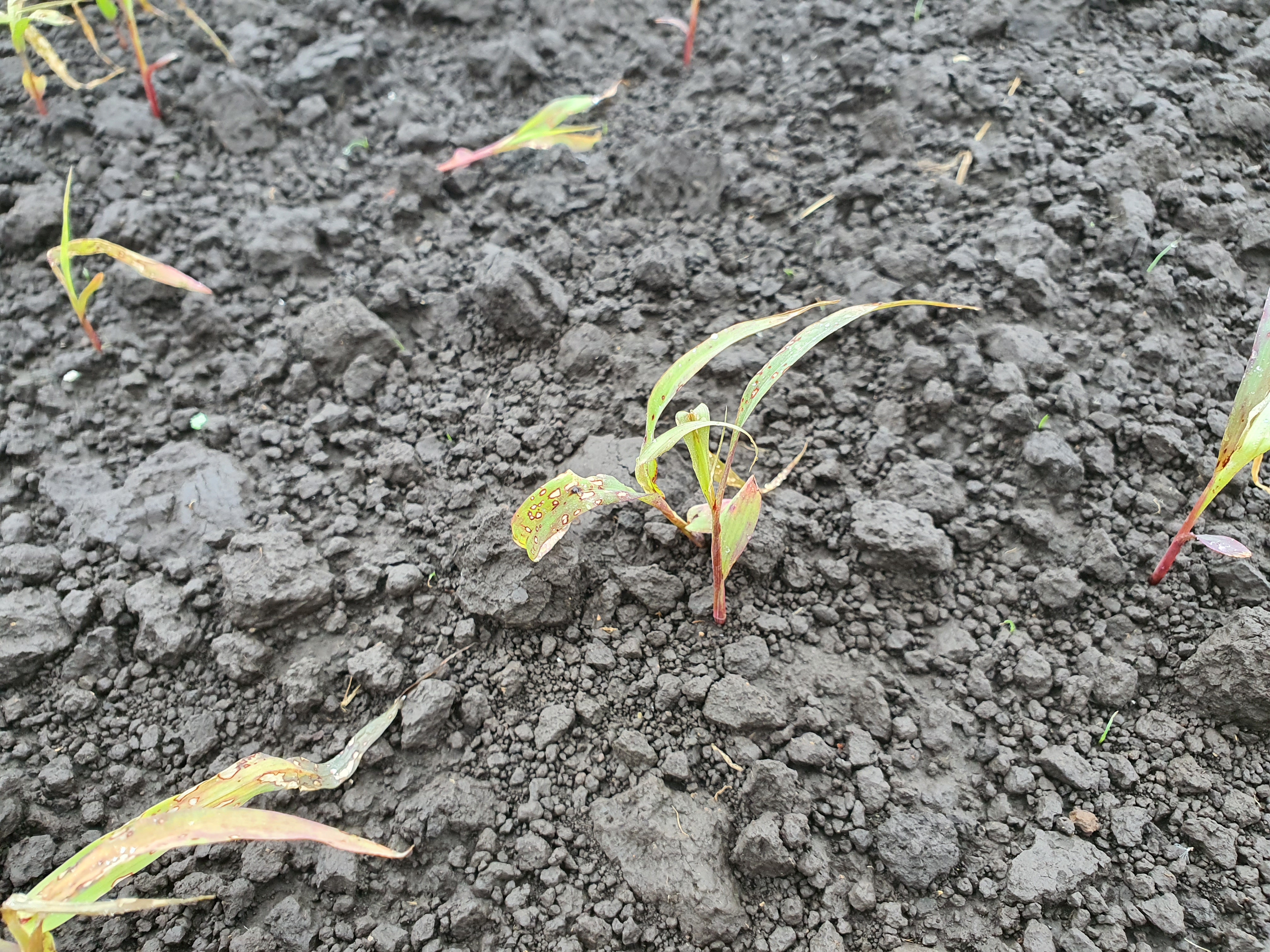 녹비를 파종했는데