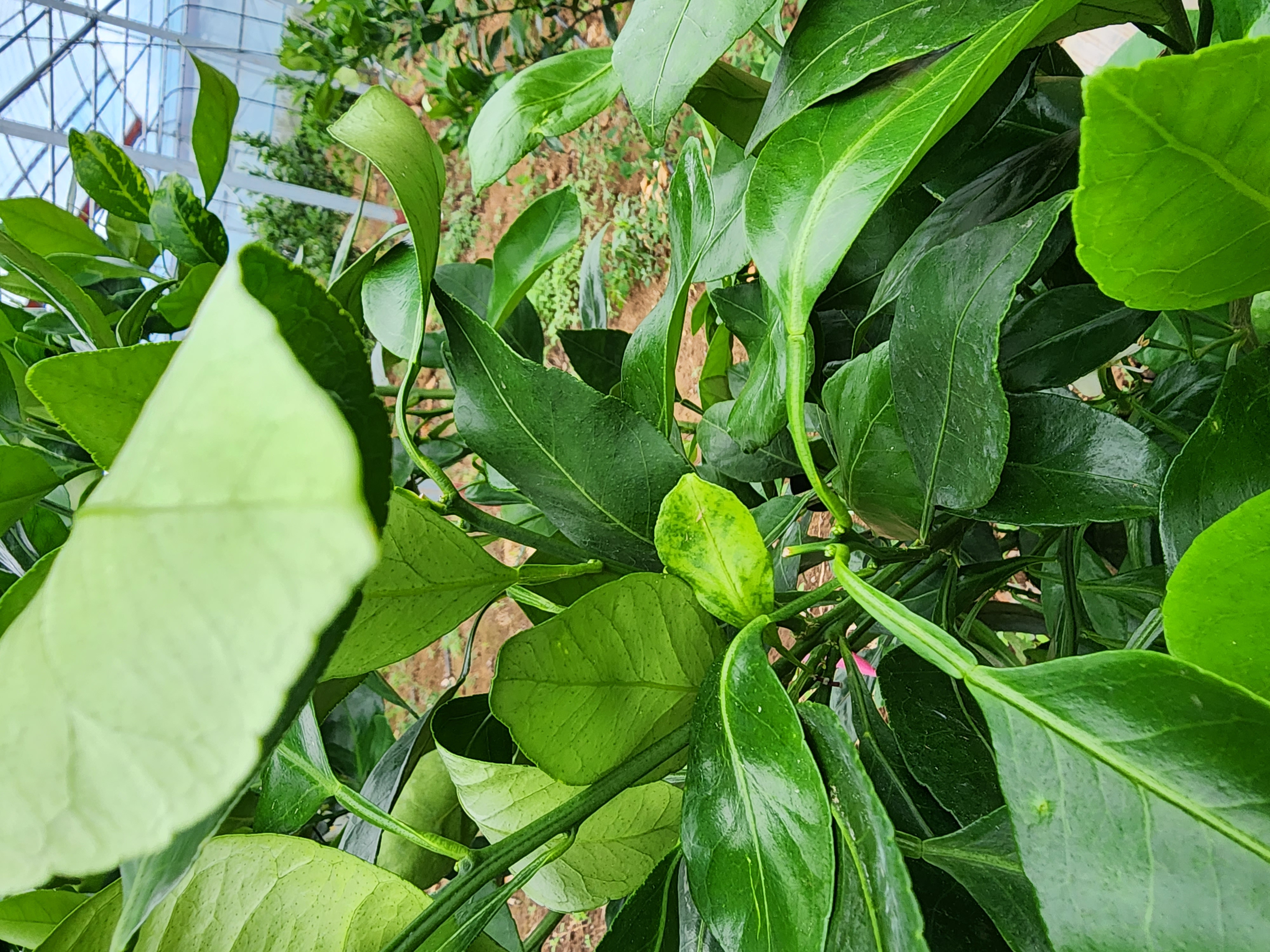 레드향 이상 현상