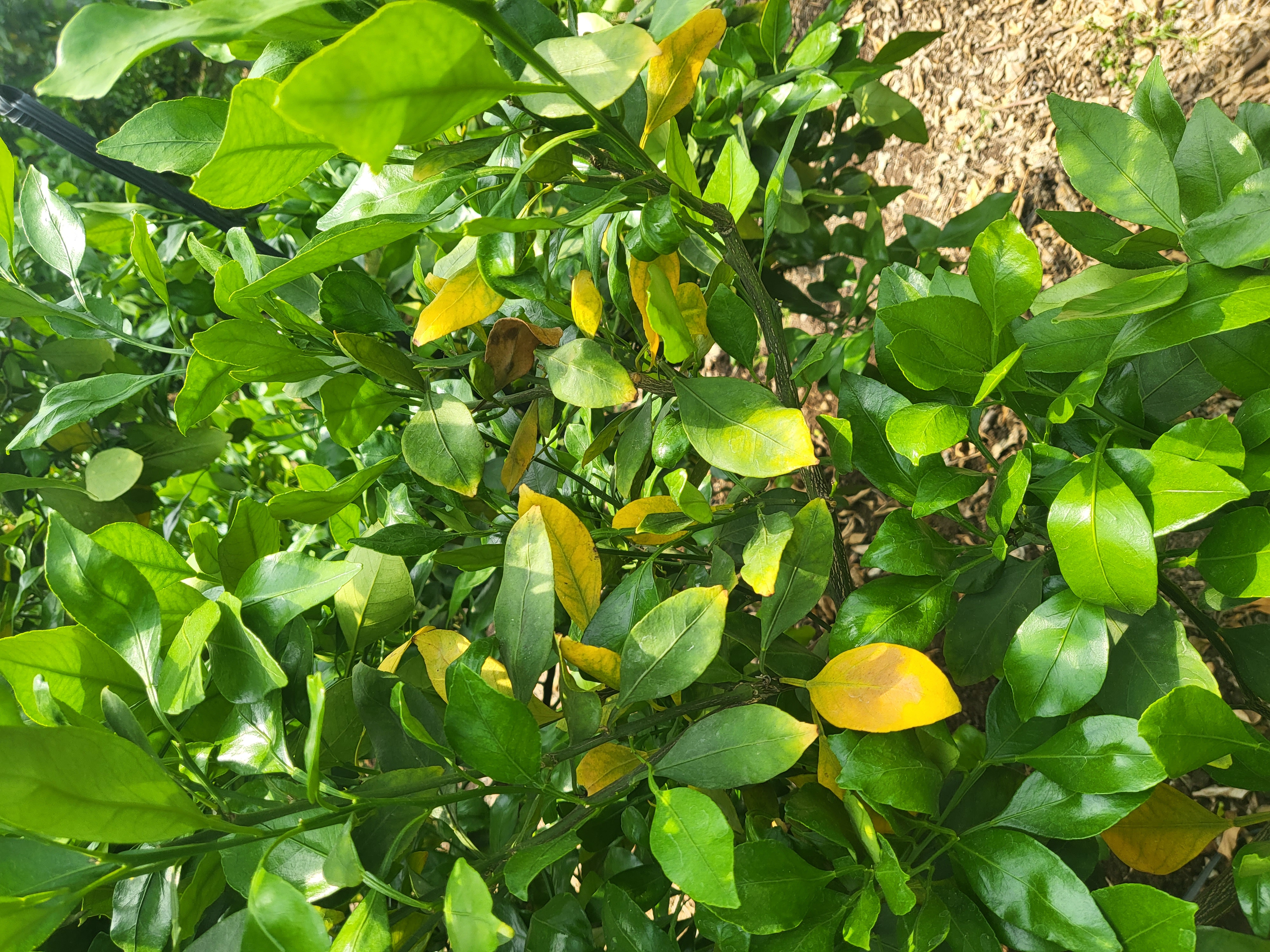 노랗게 변하는 레드향잎사귀