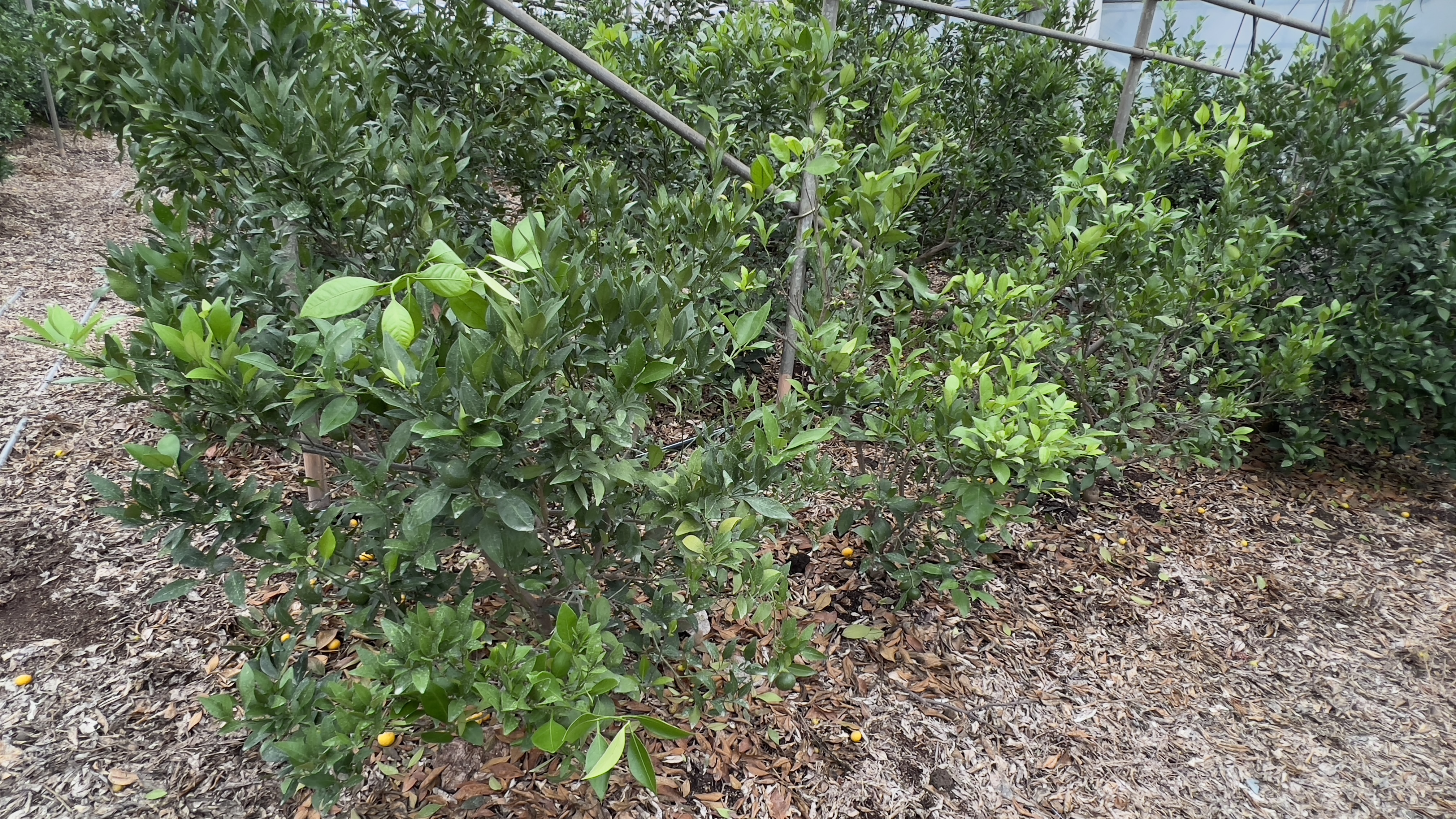 레드향(하우스)