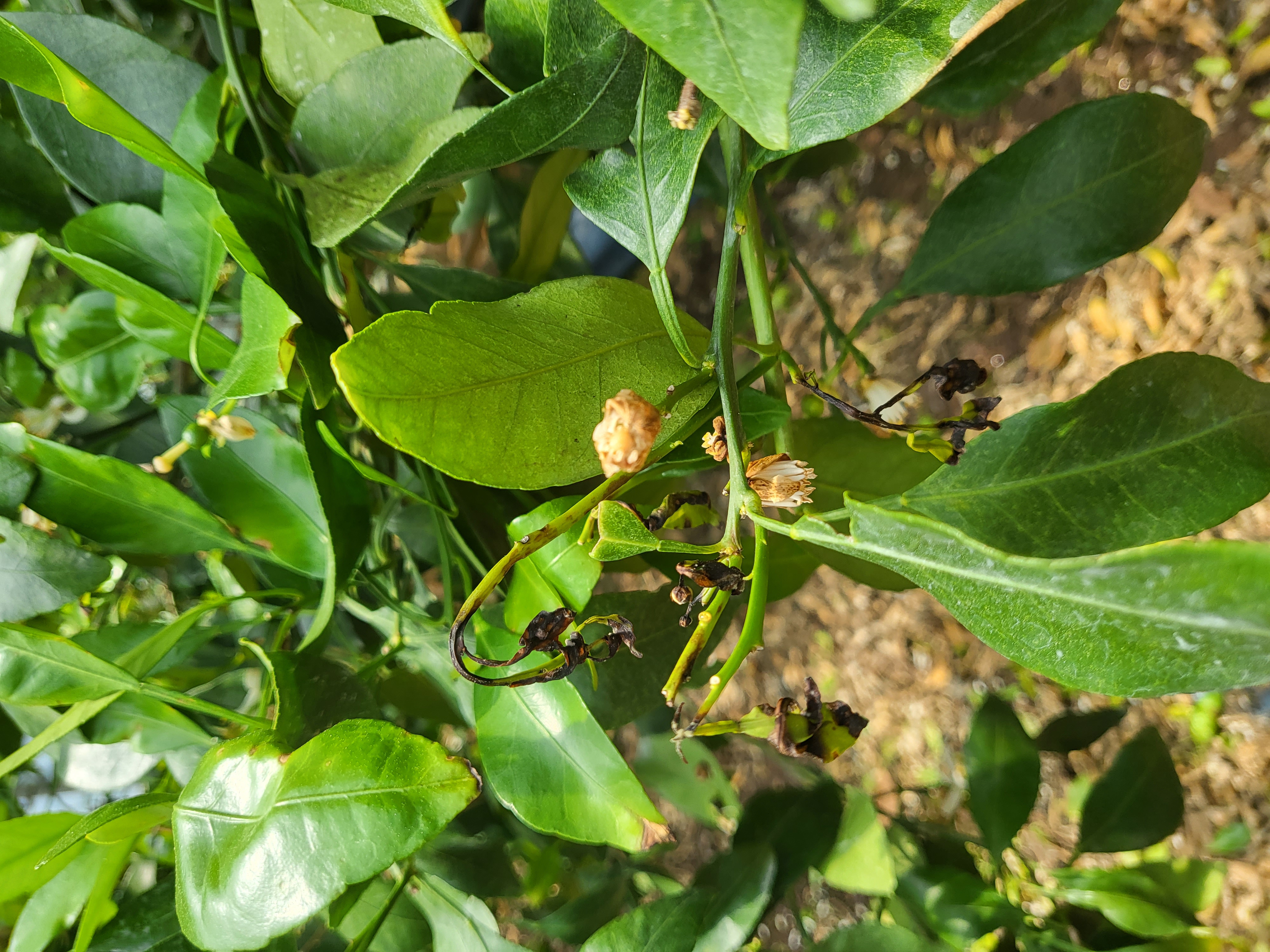 레드향잎사귀와 꽃이 이상해요