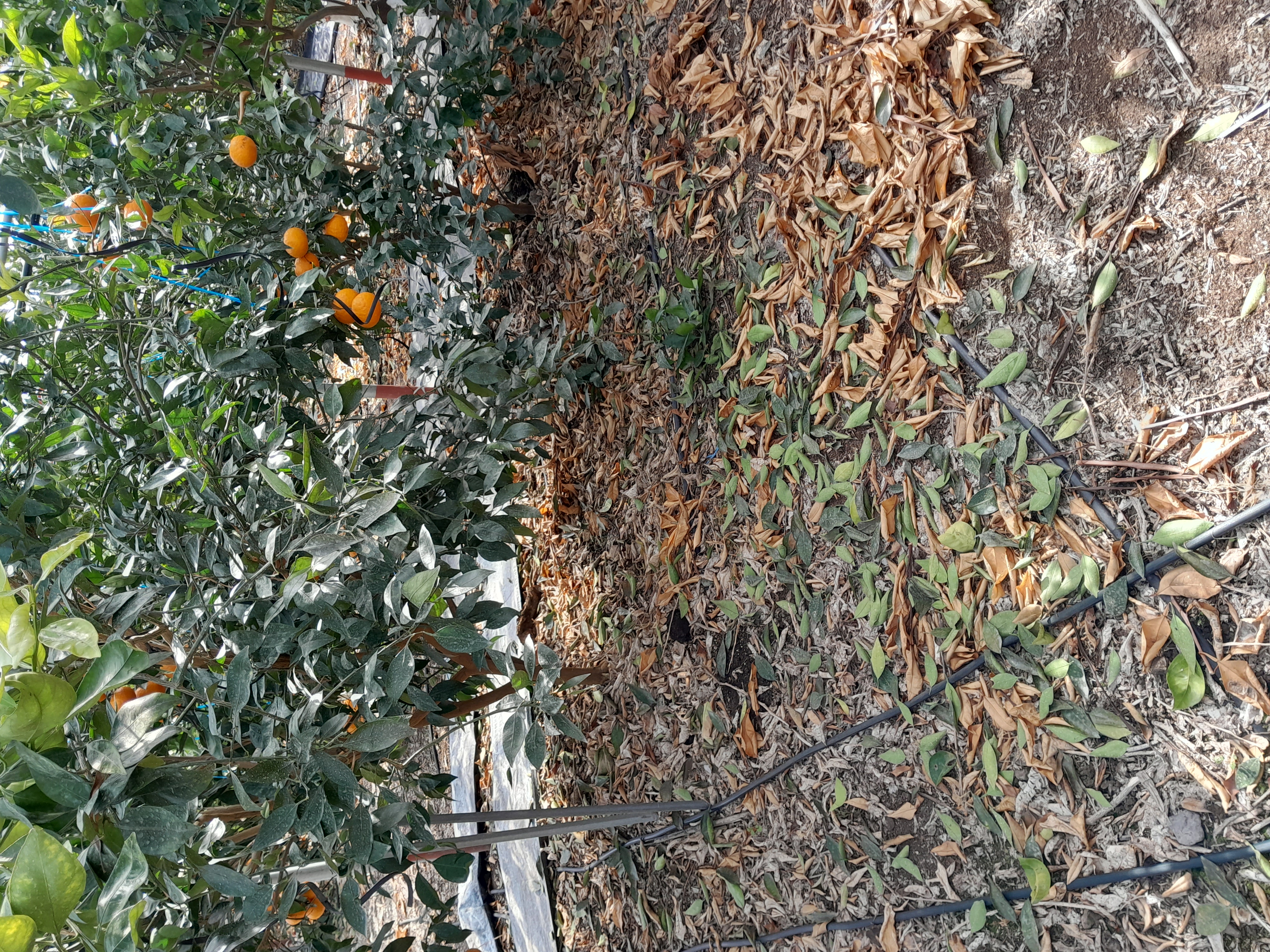 하우스 수라향인데 2월15일전후 일주일 사이에 하우스중간 아래쪽으로만 낙엽이 심하게 떨어진 원인과 열매 생성에 문제가 없는지 그리고 어떻게 관리를 해야 하는지 알고 싶습니다