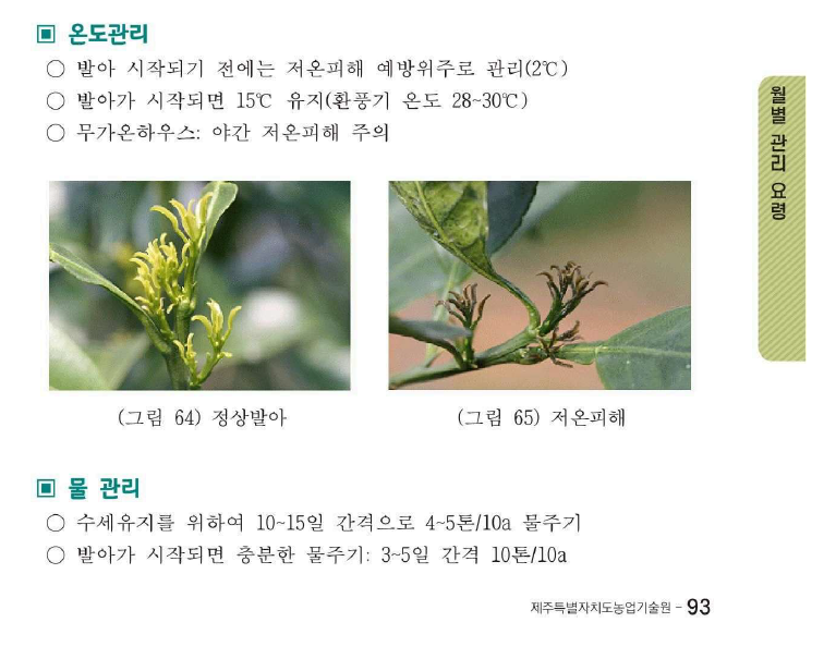 발아 후 천혜향 관수량 문의드립니다.