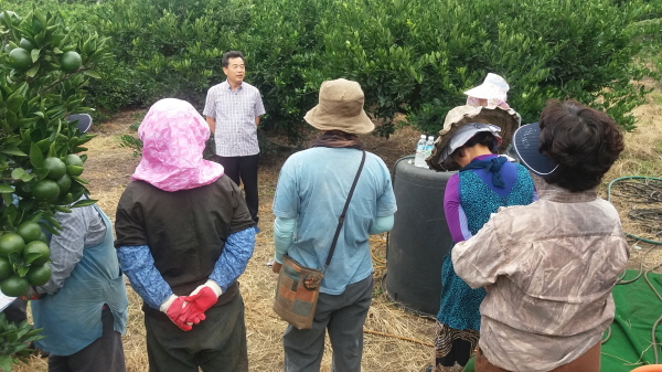 170830 생활개선 안덕면회 열매솎기 봉사활동